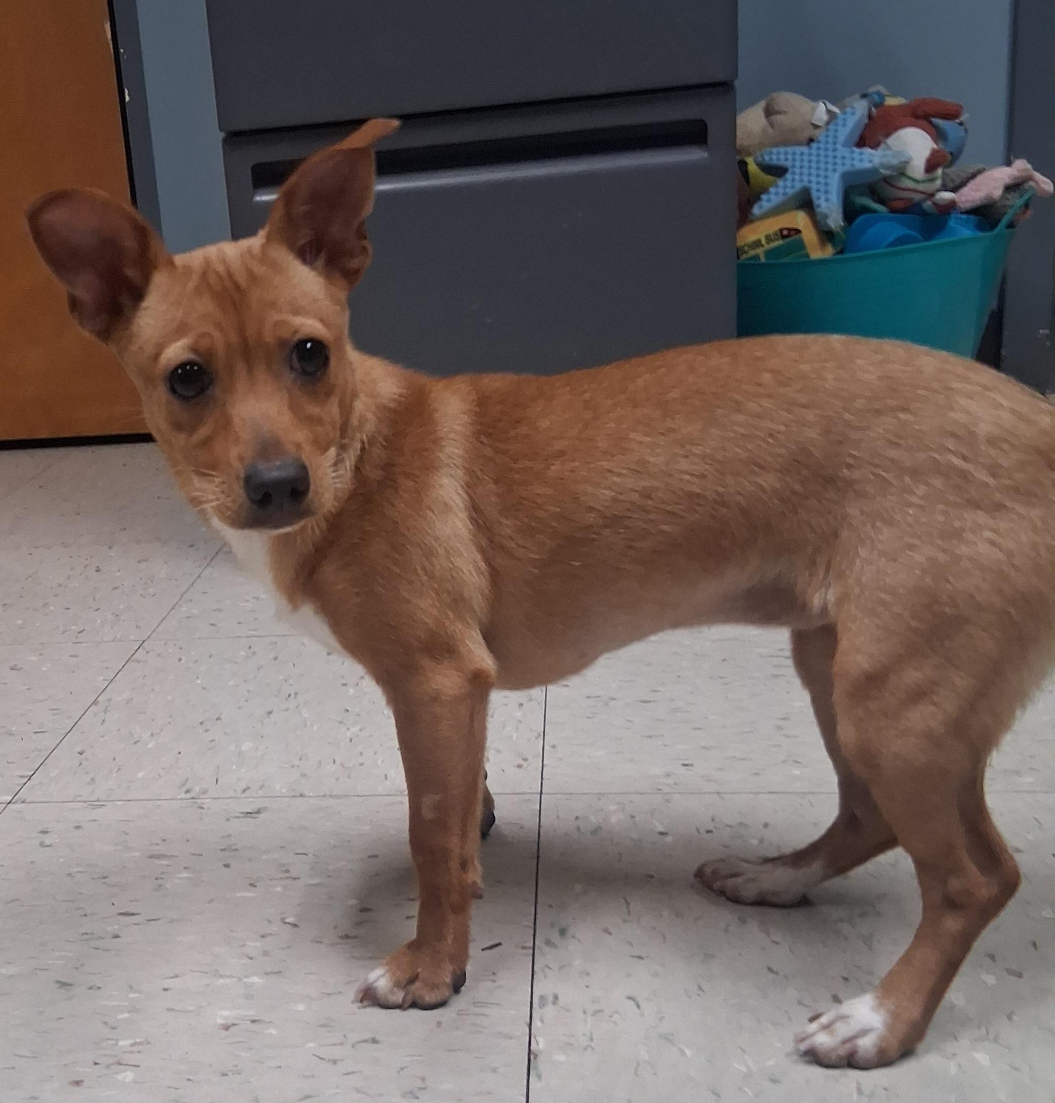 Enlarge Kelly, a Adoptable Chihuahua in Onley, VA image 1/5