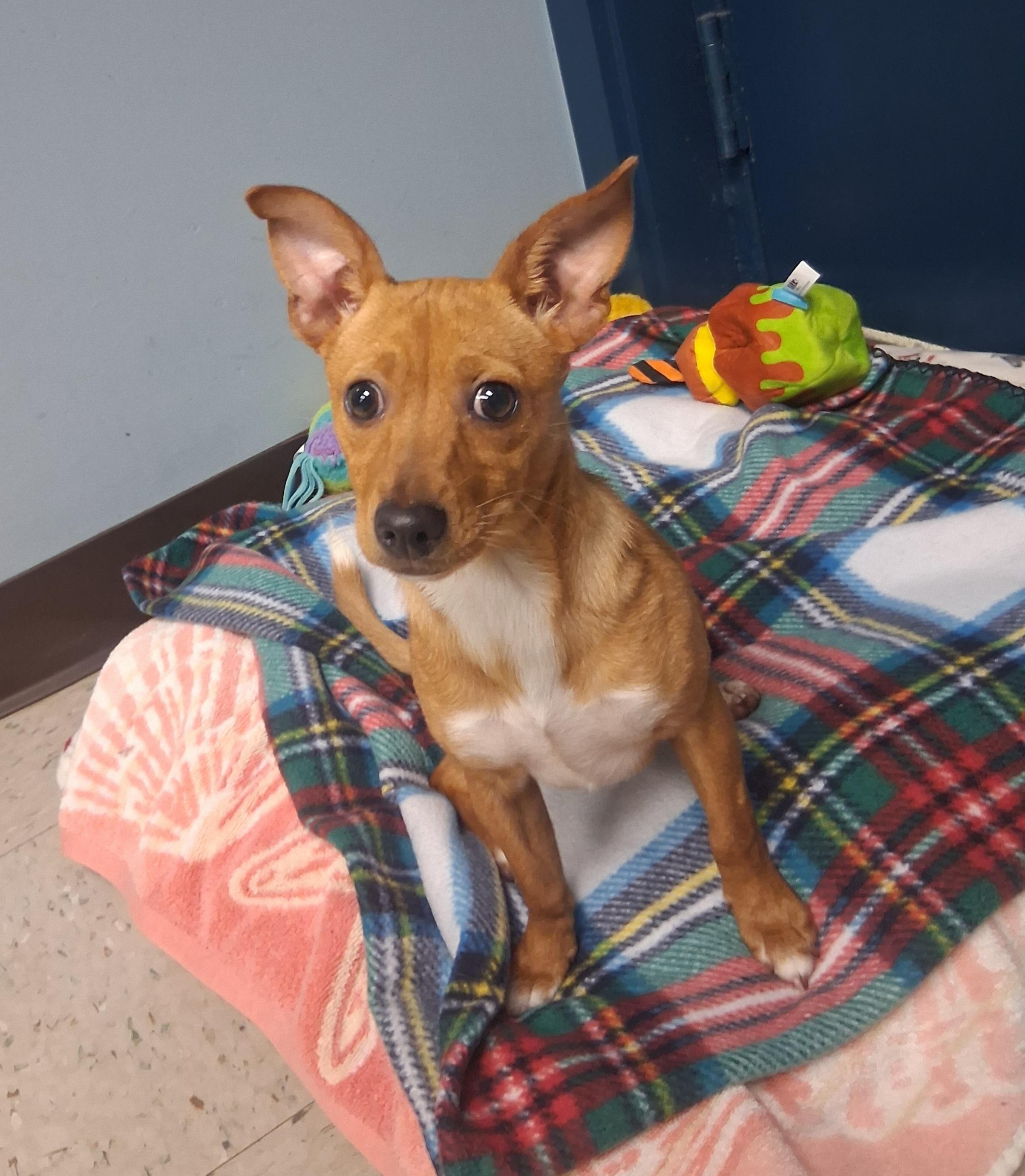 Enlarge Kelly, a Adoptable Chihuahua in Onley, VA image 3/5