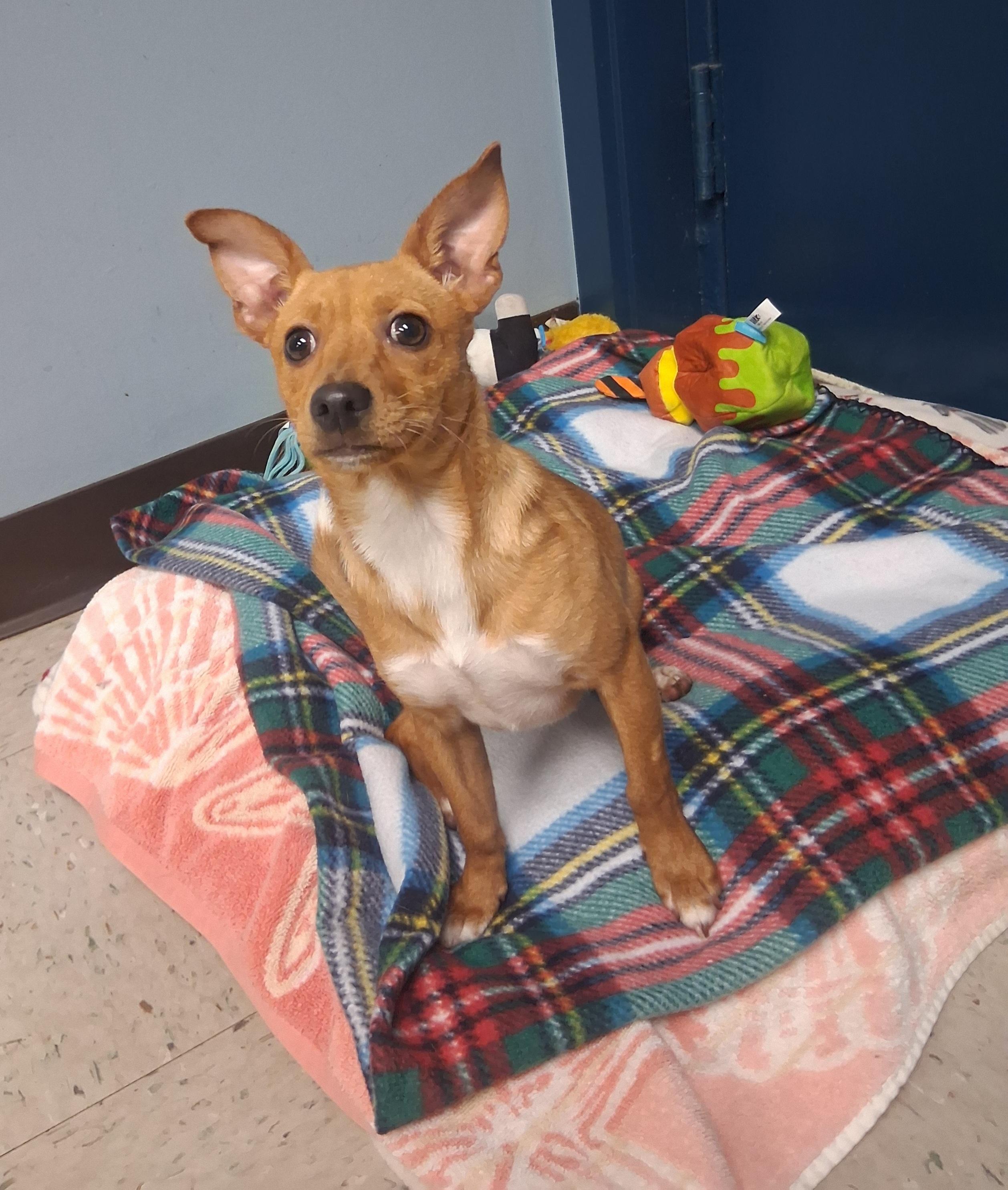 Enlarge Kelly, a Adoptable Chihuahua in Onley, VA image 2/5