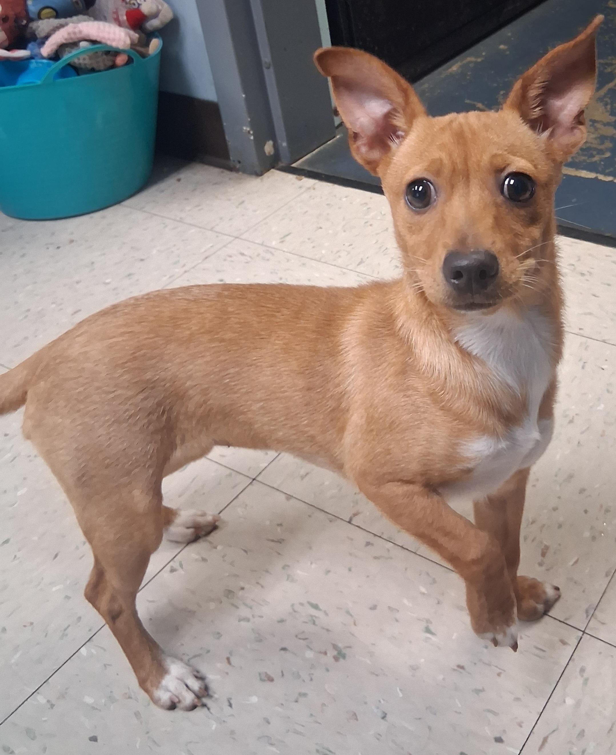 Enlarge Kelly, a Adoptable Chihuahua in Onley, VA image 5/5