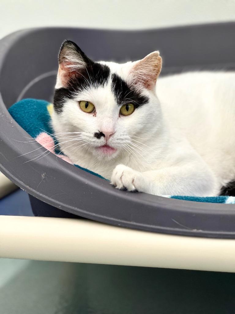 Enlarge Marilyn Monroe, a Adoptable mixed breed in Cumberland, ME image 5/6