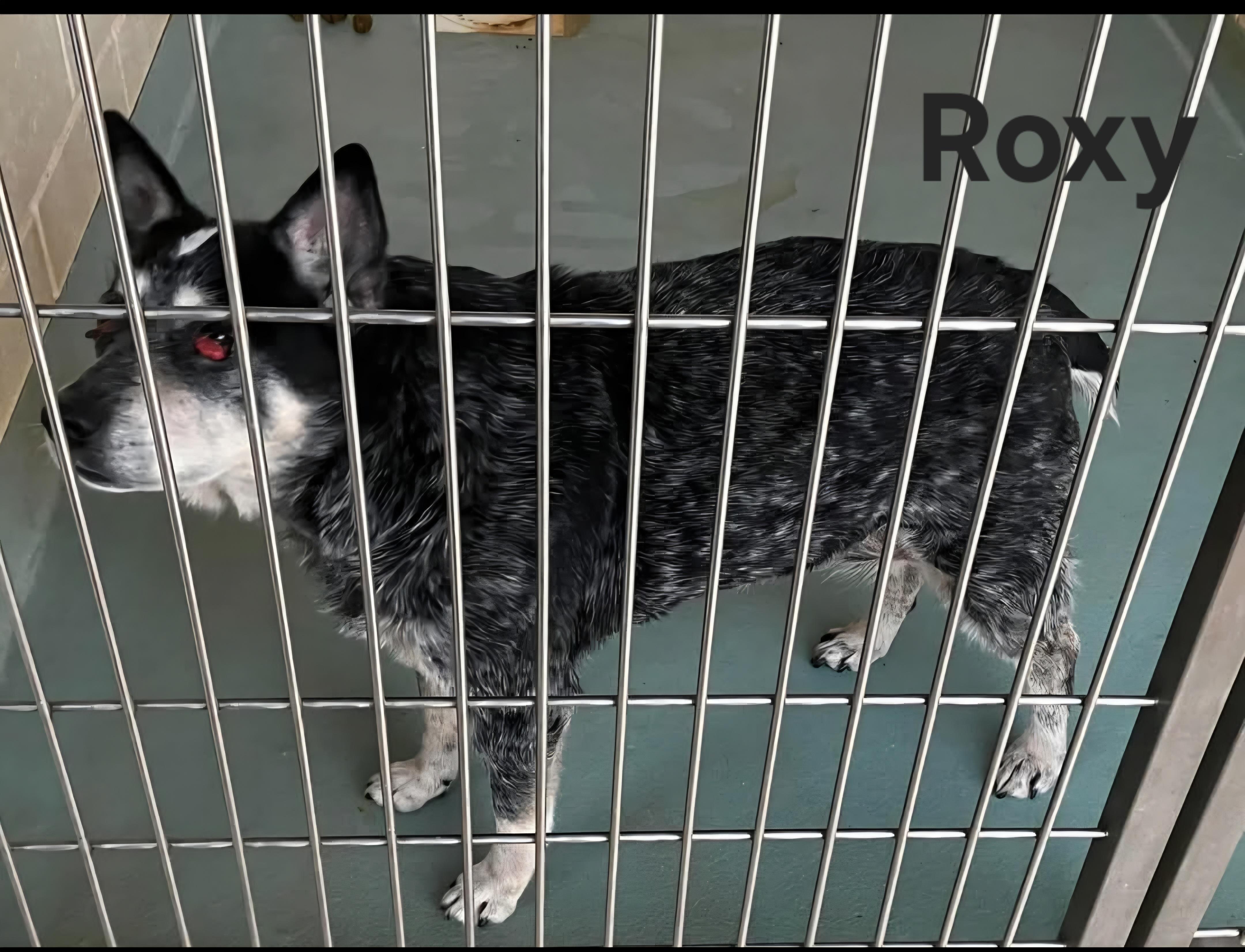 Enlarge Roxy, a Adoptable Australian Cattle Dog / Blue Heeler in Nocona, TX image 1/1