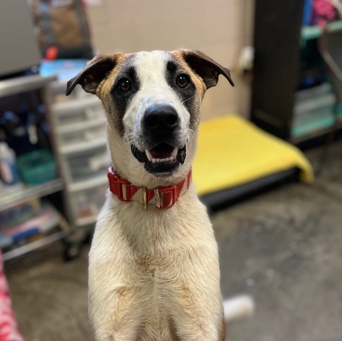 Barklee