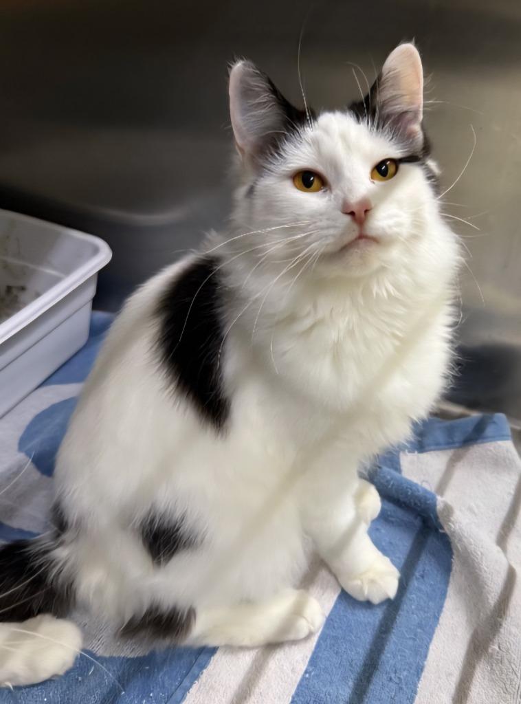 Prada, Adoptable, Young Female Domestic Long Hair.