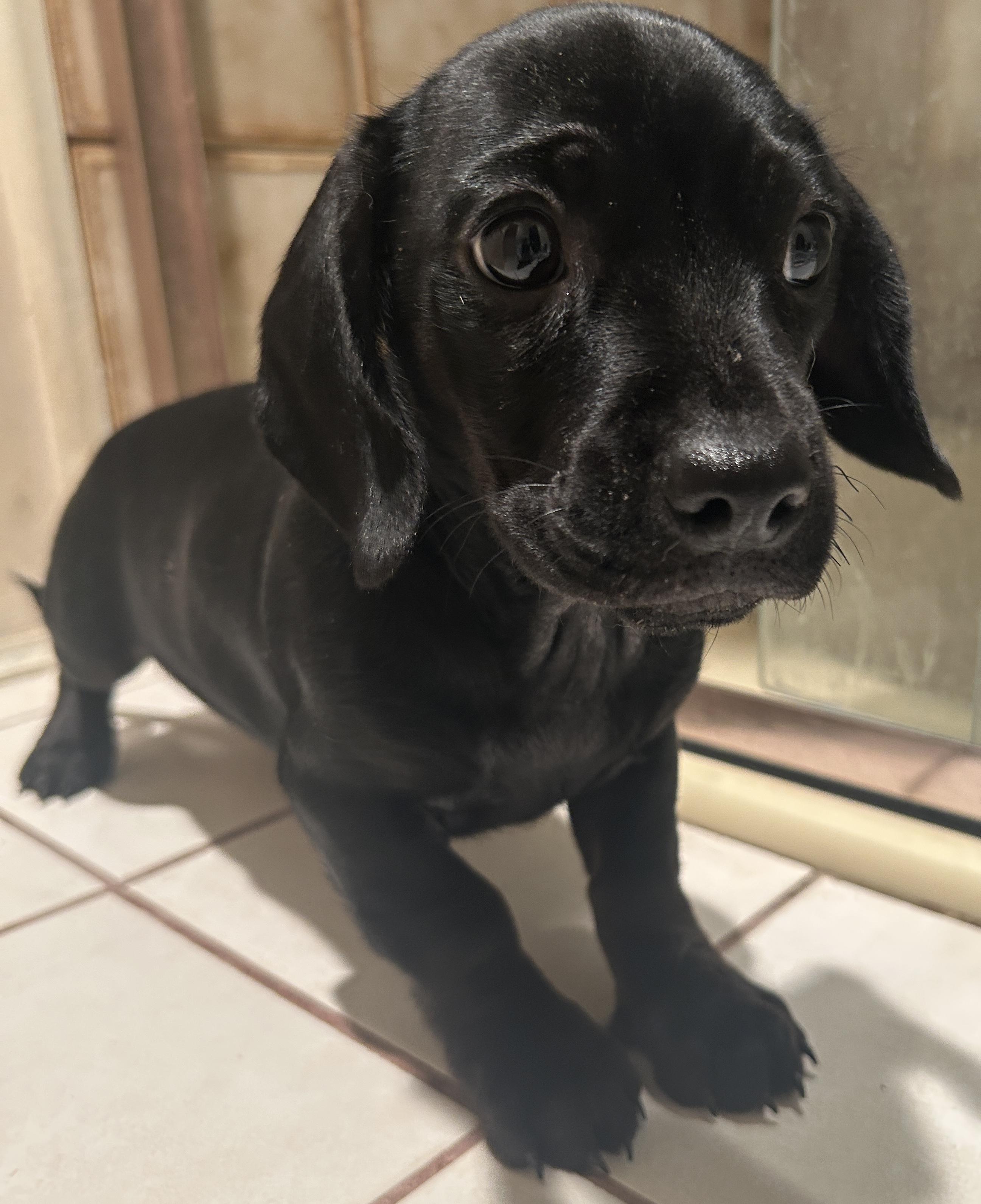 CHIHUAHUA, PUG DACHSHUND mix, a Adoptable mixed breed in El Cajon, CA image 1/6