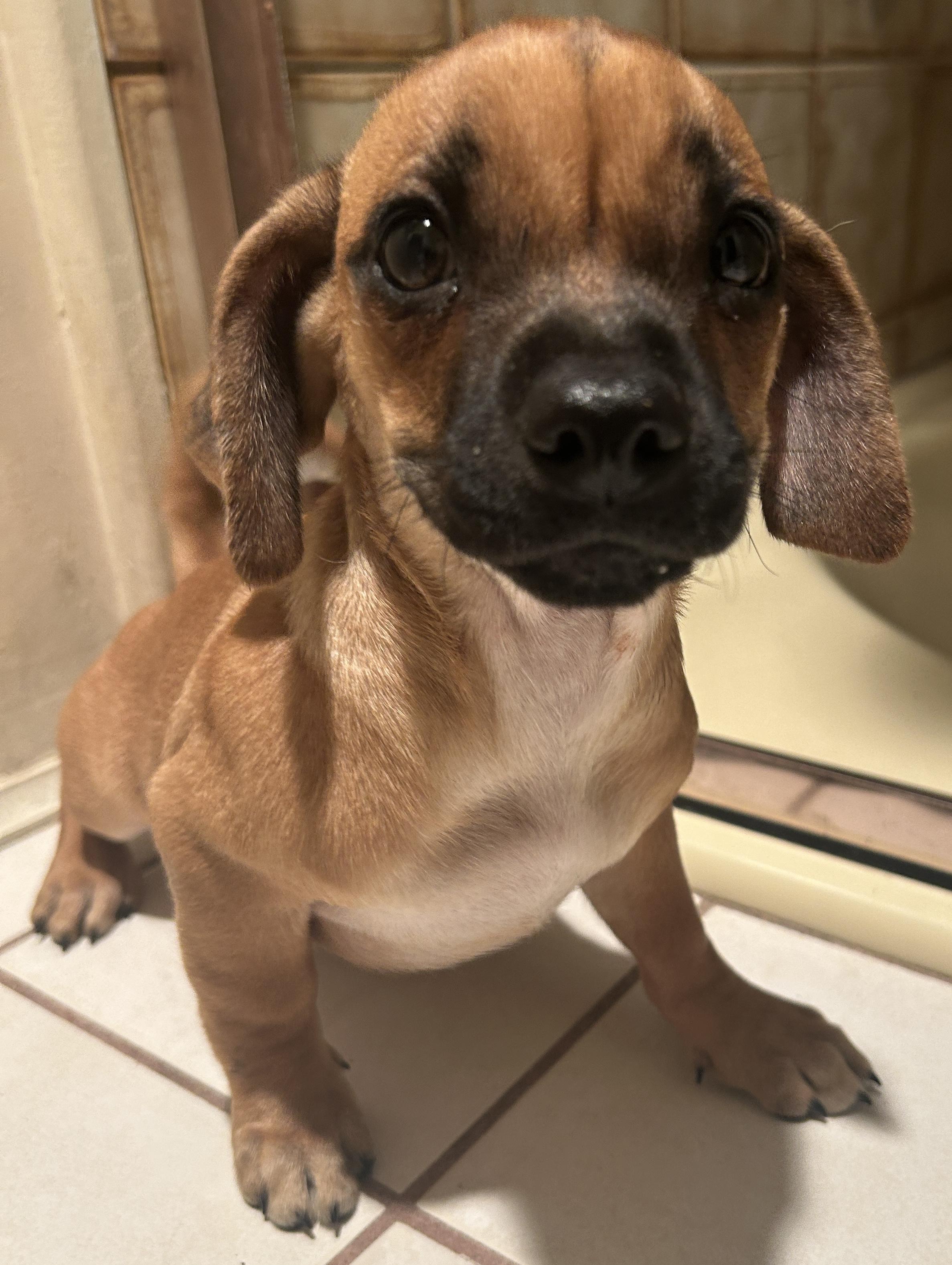 CHIHUAHUA, PUG DACHSHUND mix, a Adoptable mixed breed in El Cajon, CA image 2/6