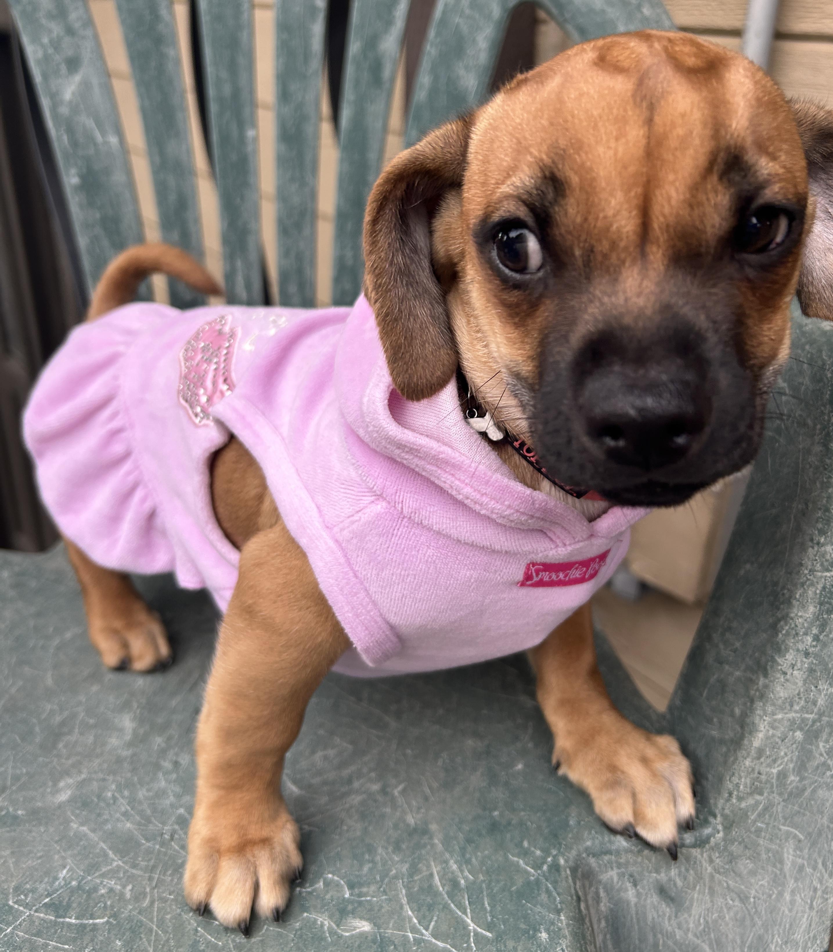 CHIHUAHUA, PUG DACHSHUND mix, a Adoptable mixed breed in El Cajon, CA image 3/6