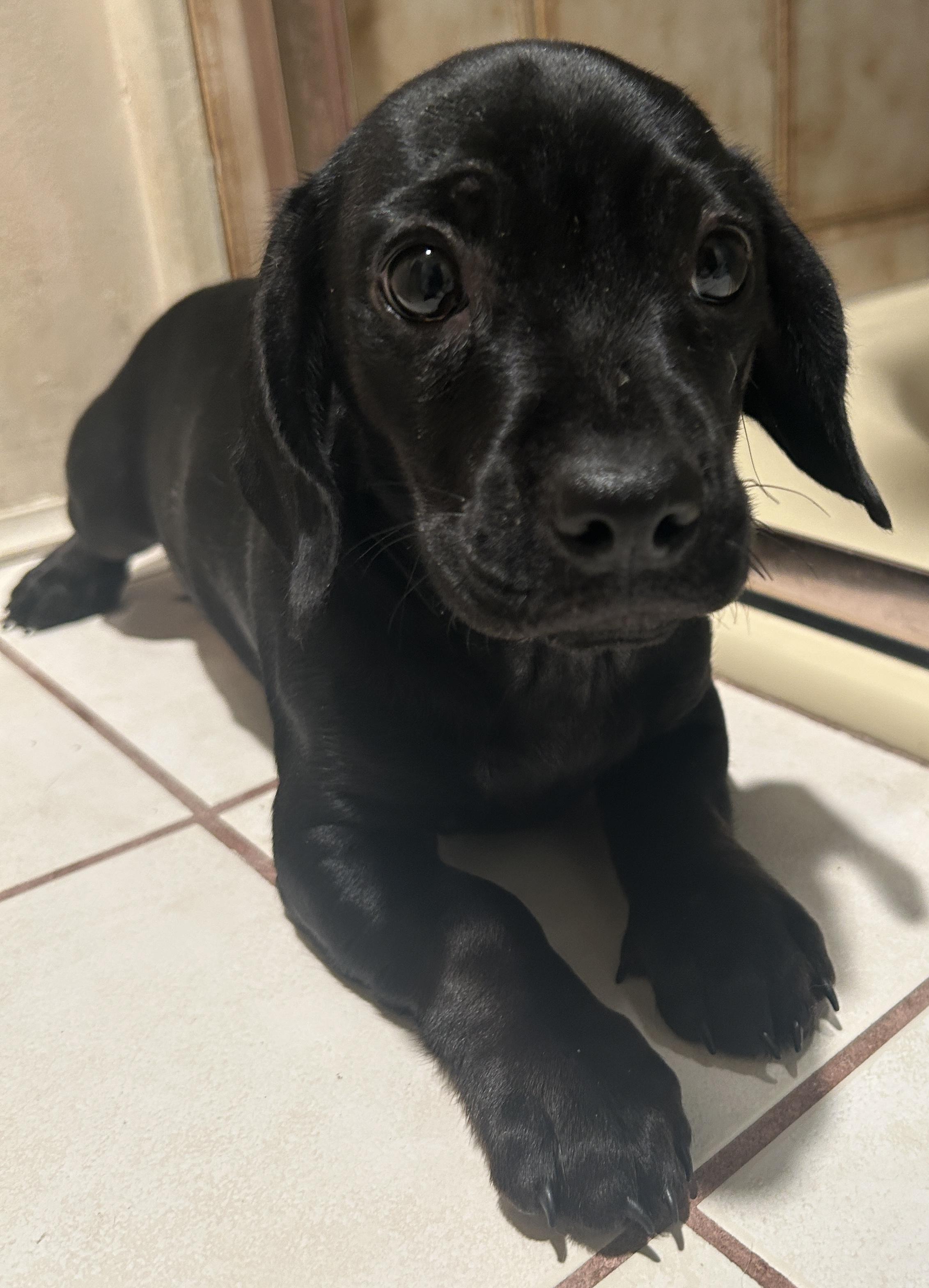 CHIHUAHUA, PUG DACHSHUND mix, a Adoptable mixed breed in El Cajon, CA image 5/6