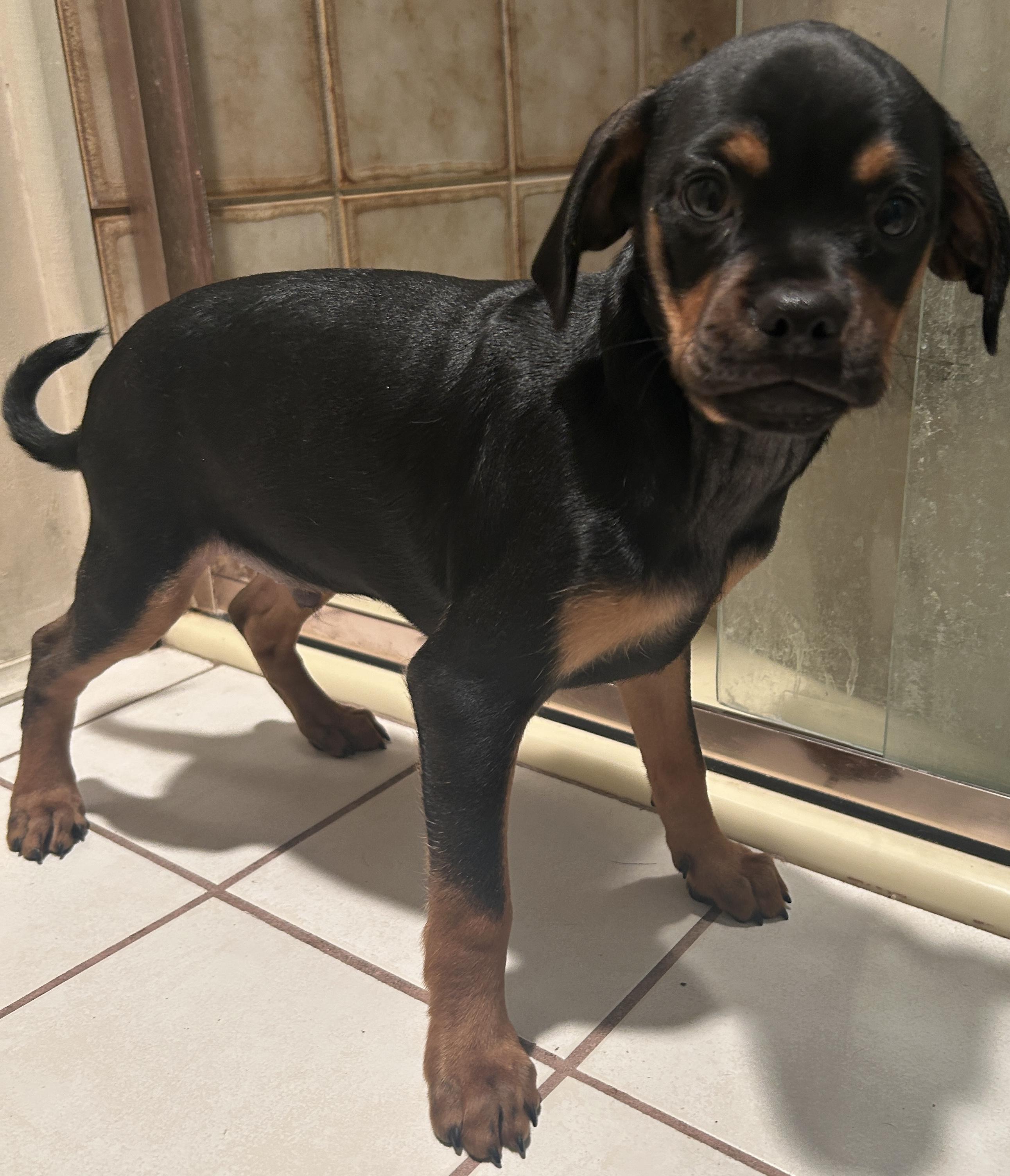 CHIHUAHUA, PUG DACHSHUND mix, a Adoptable mixed breed in El Cajon, CA image 6/6