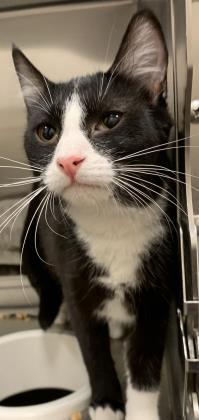 Enlarge Stassius, a Adoptable mixed breed in Wichita, KS image 1/2