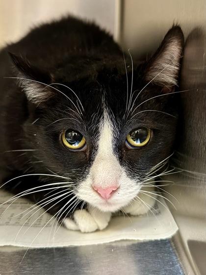 Enlarge Stassius, a Adoptable mixed breed in Wichita, KS image 2/2