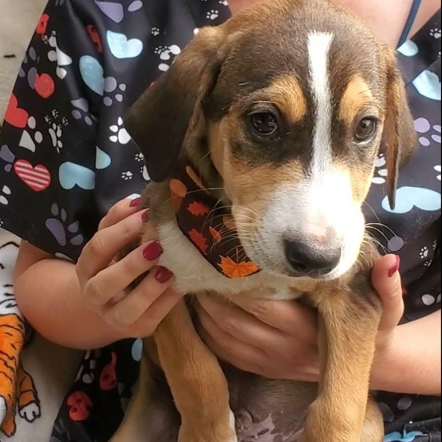 Enlarge Spud, an adopted Mixed Breed in Woolwich, ME image 3/4