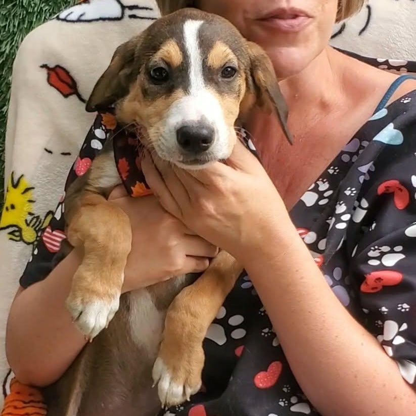 Spud, Adoptable, Puppy Male Mixed Breed.