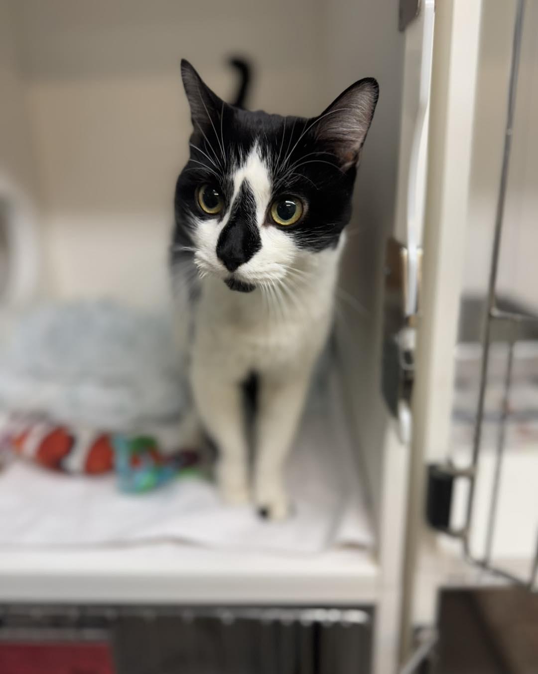 Ace, ADOPTABLE, Adult Male Domestic Short Hair.