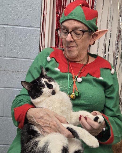 Ace, ADOPTABLE, Adult Male Domestic Short Hair.