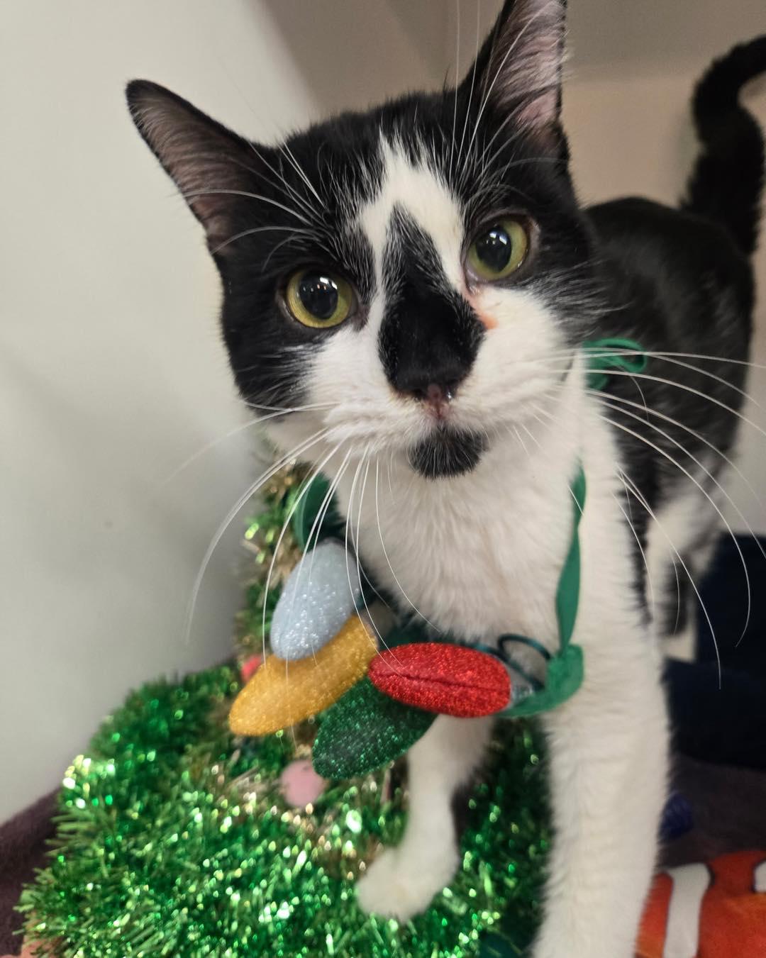 Ace, ADOPTABLE, Adult Male Domestic Short Hair.