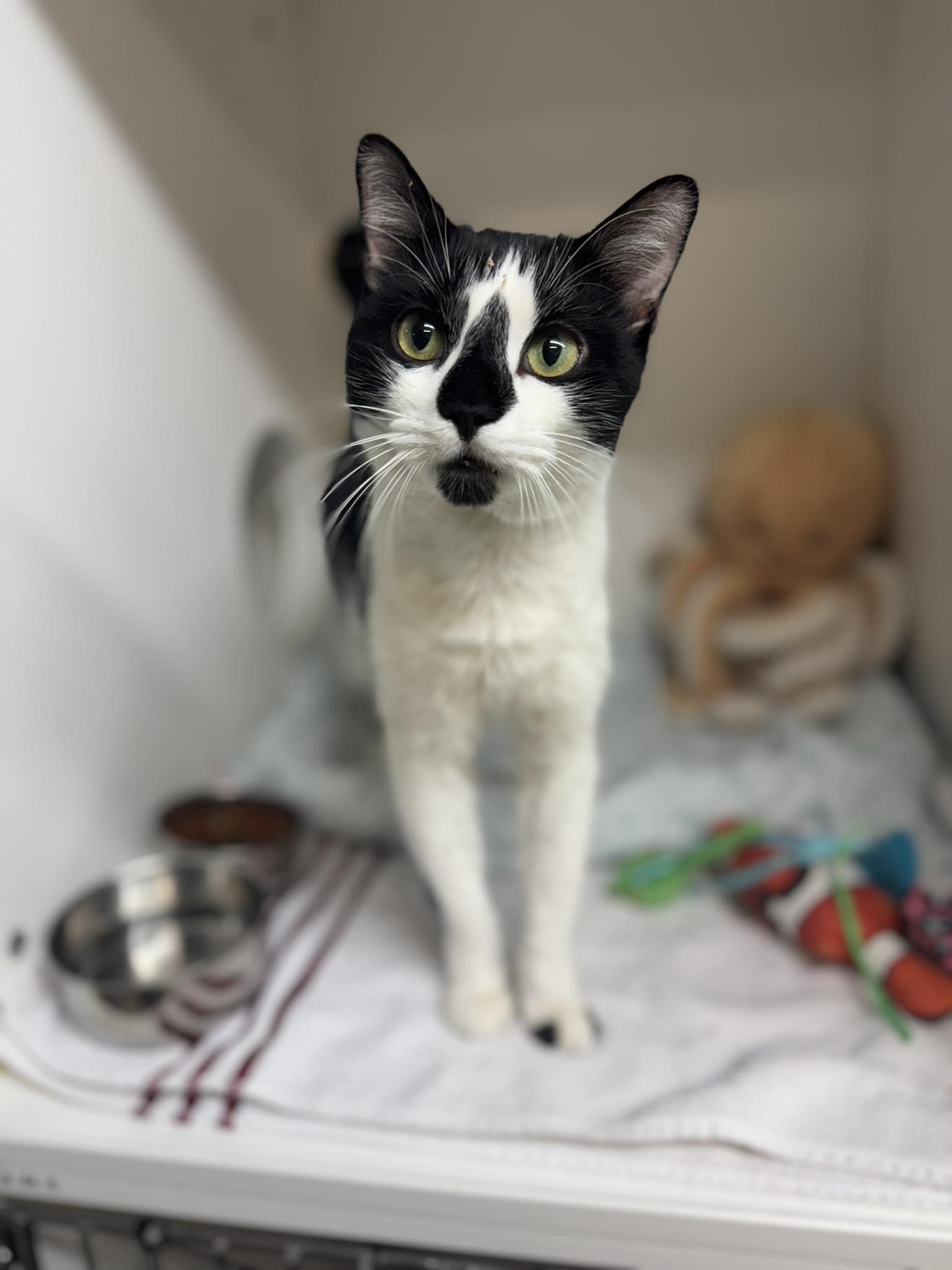 Ace, a ADOPTABLE Domestic Short Hair in Bloomfield, NJ image 2/3