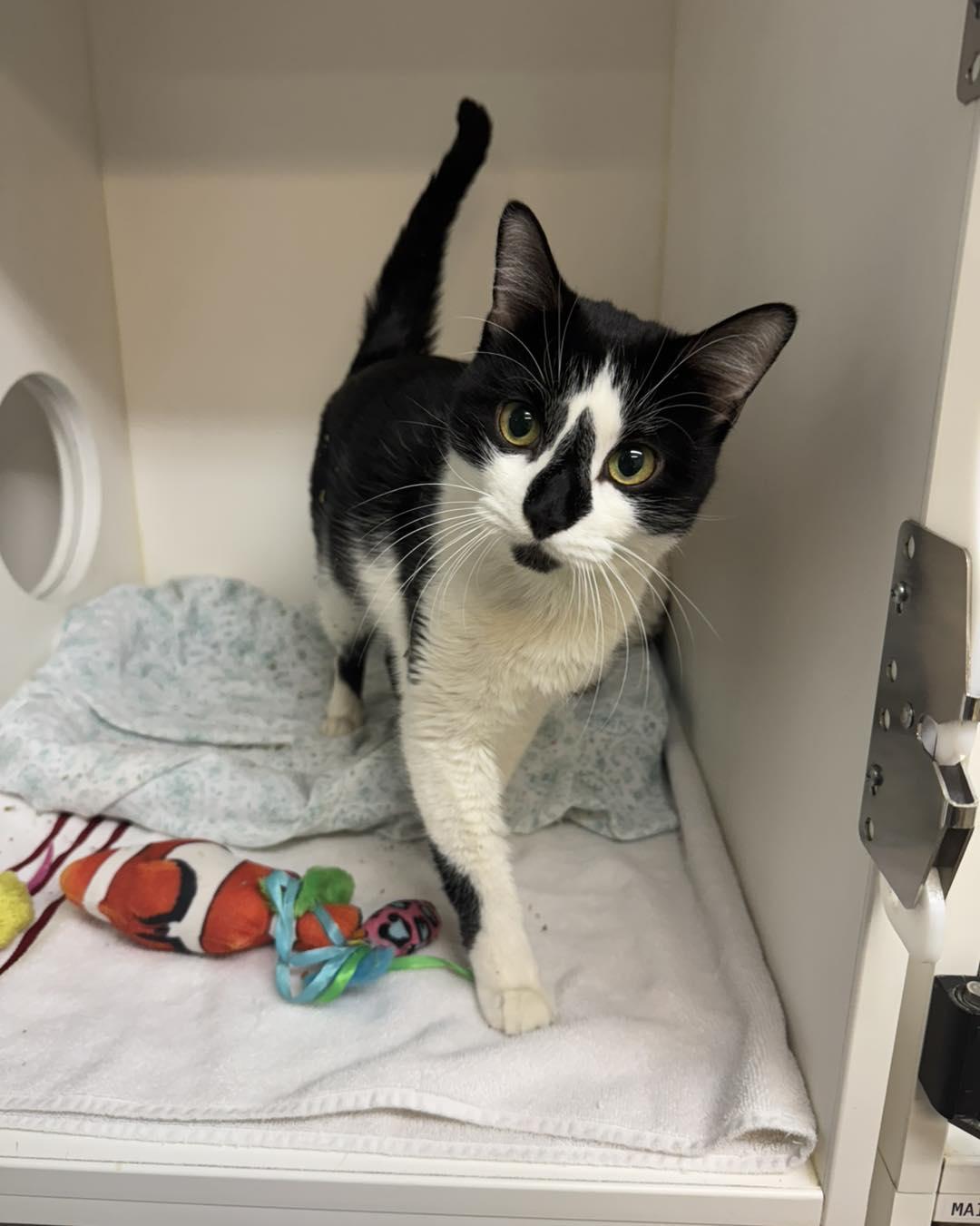 Ace, a ADOPTABLE Domestic Short Hair in Bloomfield, NJ image 3/3