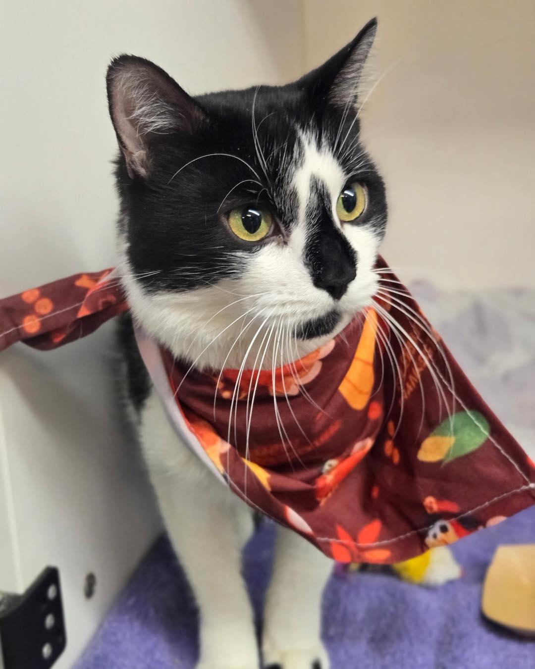 Enlarge Ace, a ADOPTABLE Domestic Short Hair in Bloomfield, NJ image 3/6