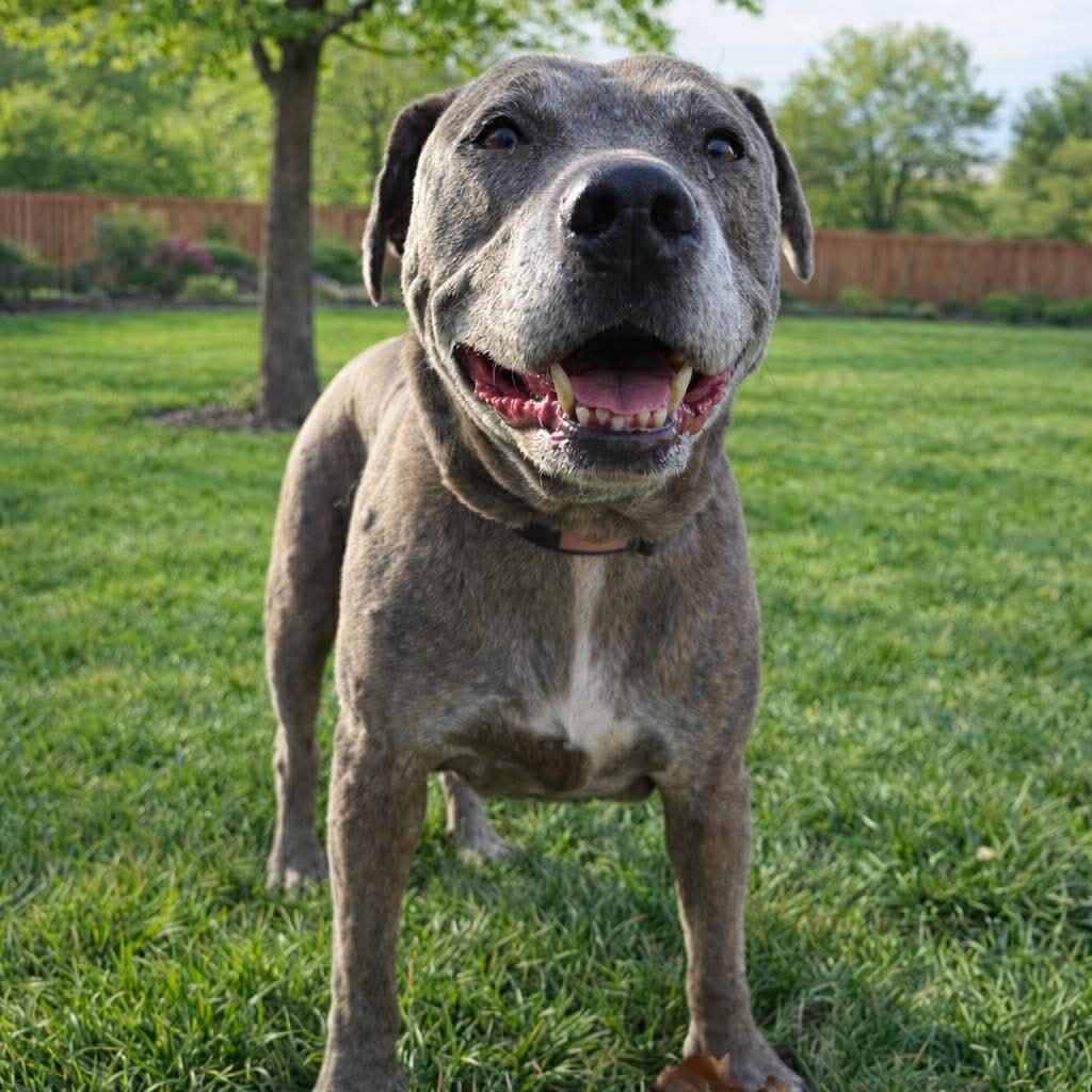 Memphis — thumbnail 2