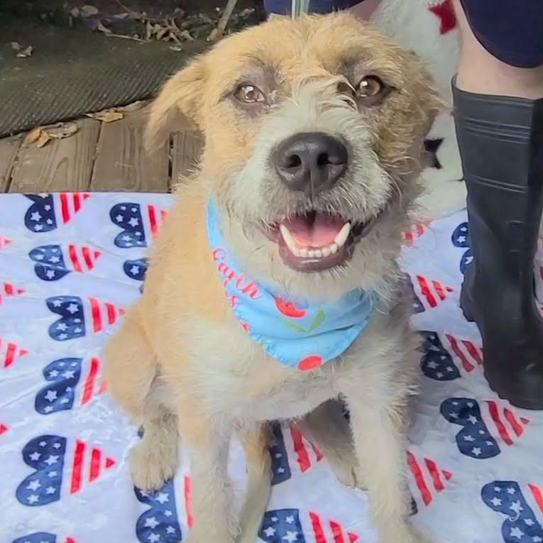 Bailey, adopted, Adult Female Mixed Breed.