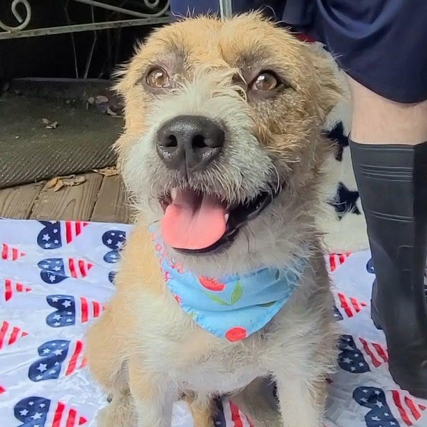 Enlarge Bailey, an adopted Mixed Breed in Woolwich, ME image 4/4
