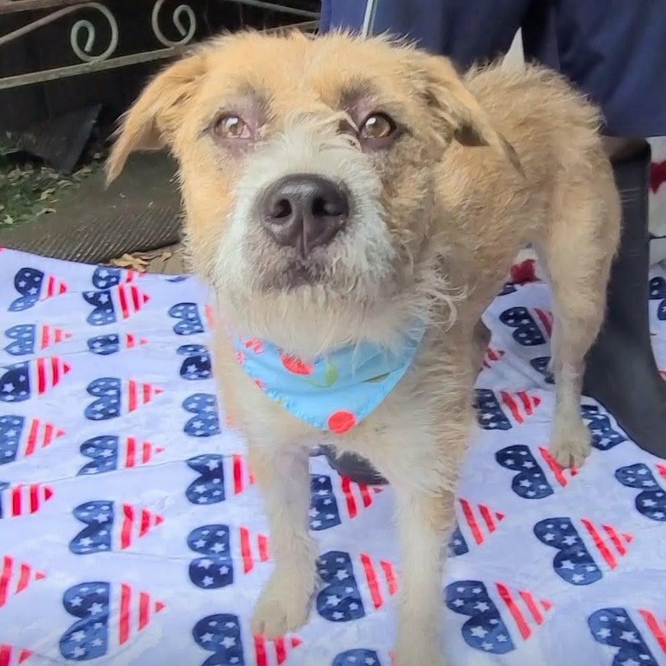 Enlarge Bailey, an adopted Mixed Breed in Woolwich, ME image 2/4