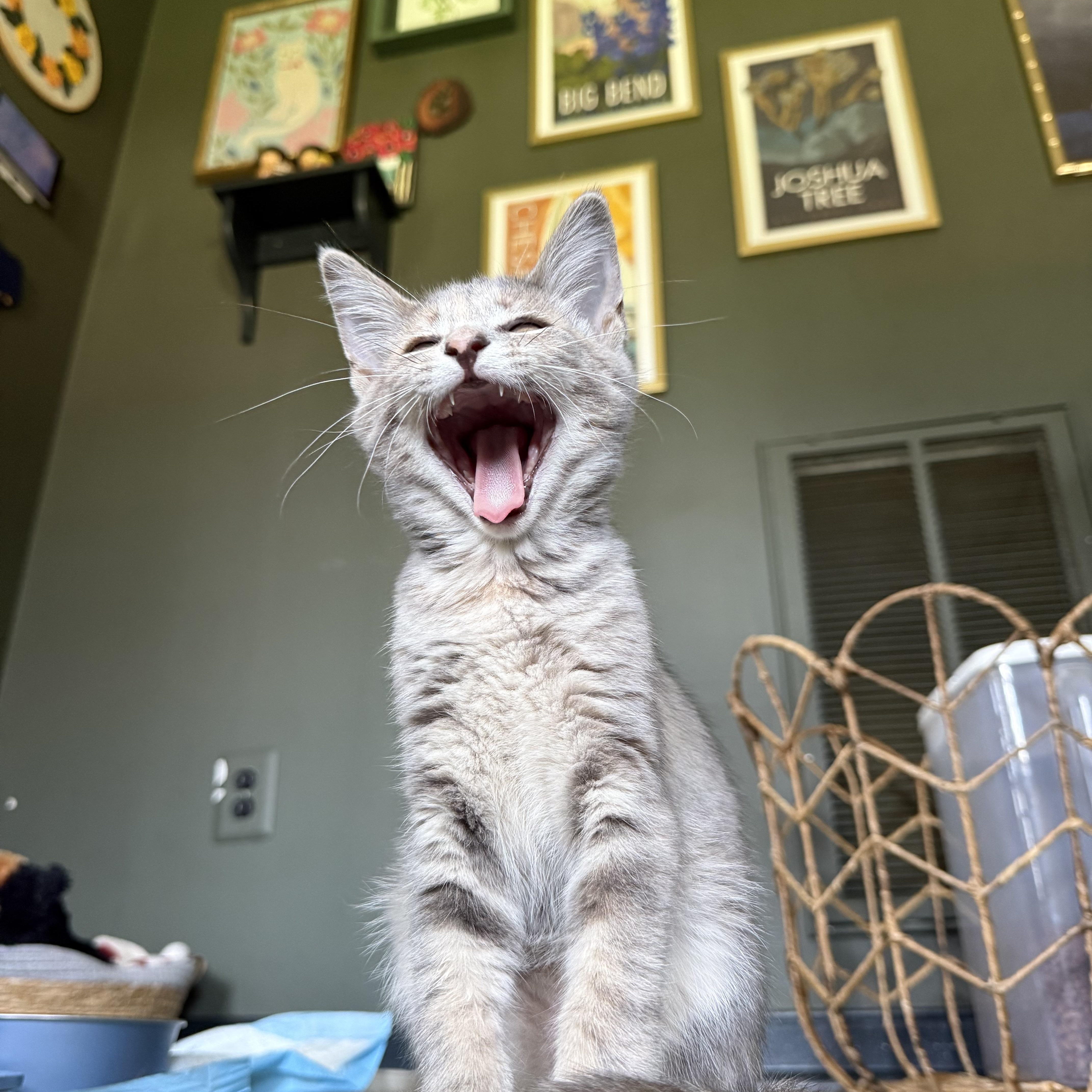 Izzy, a ADOPTABLE Domestic Short Hair in Petersburg, VA image 5/6