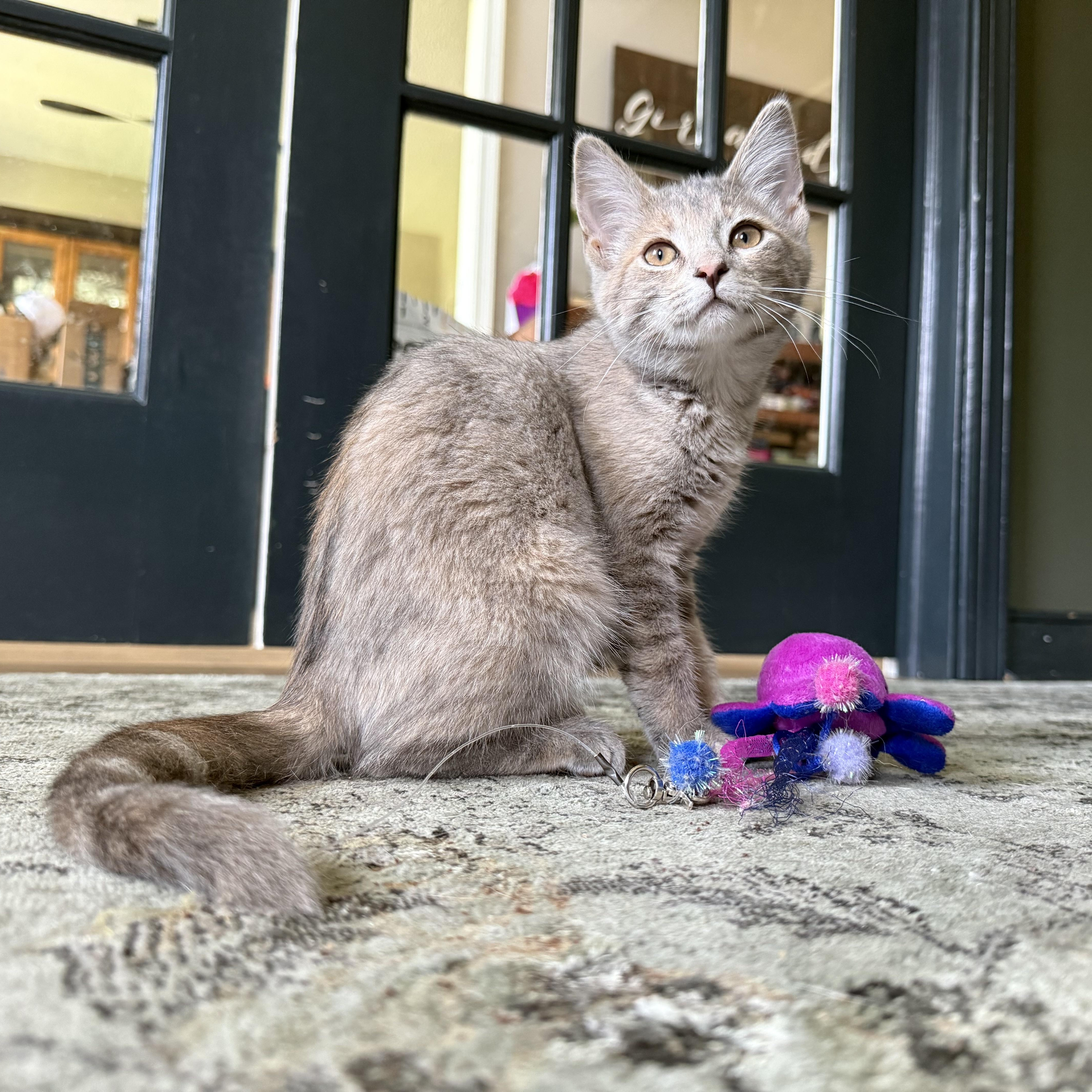 Izzy, a ADOPTABLE Domestic Short Hair in Petersburg, VA image 1/6