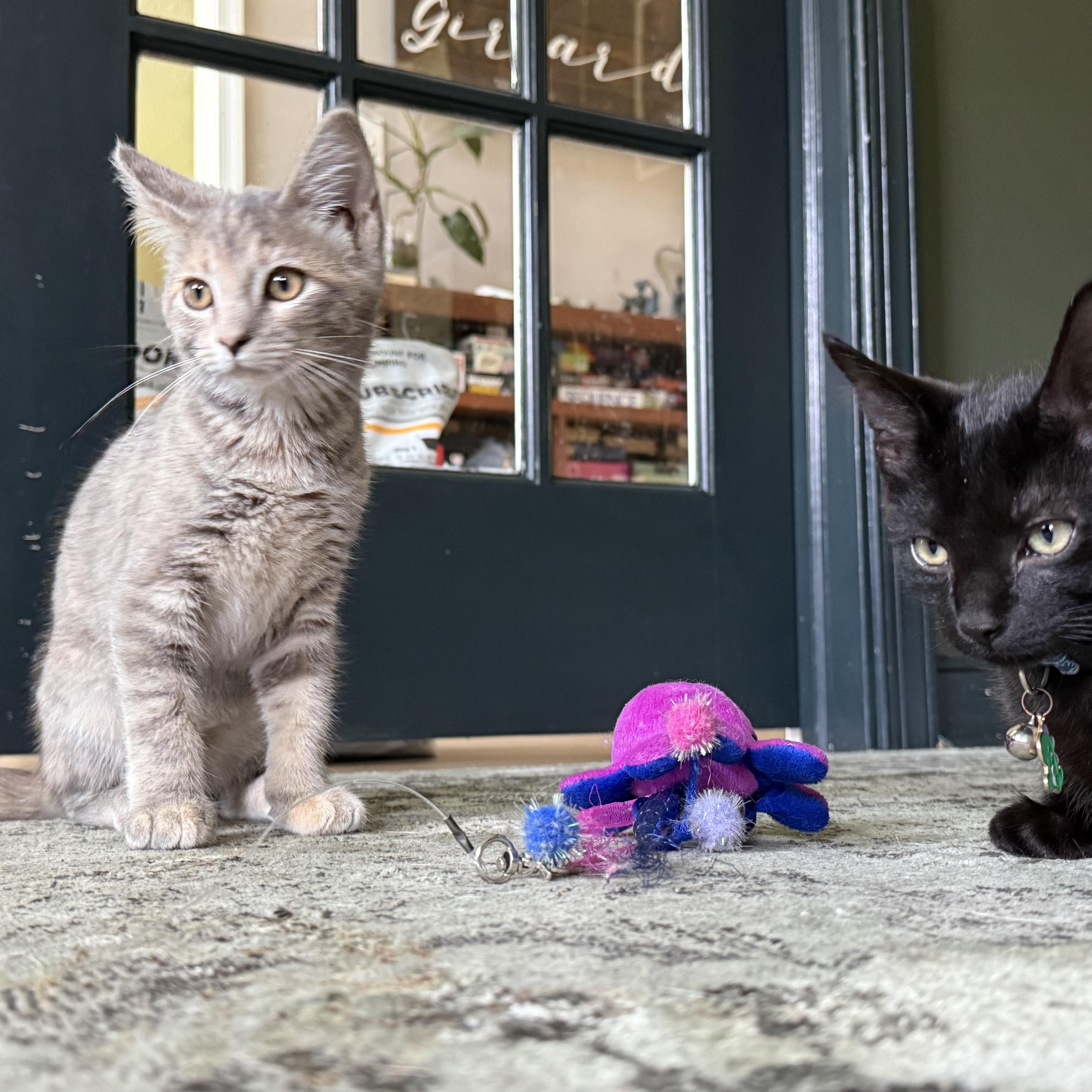 Izzy, a ADOPTABLE Domestic Short Hair in Petersburg, VA image 6/6