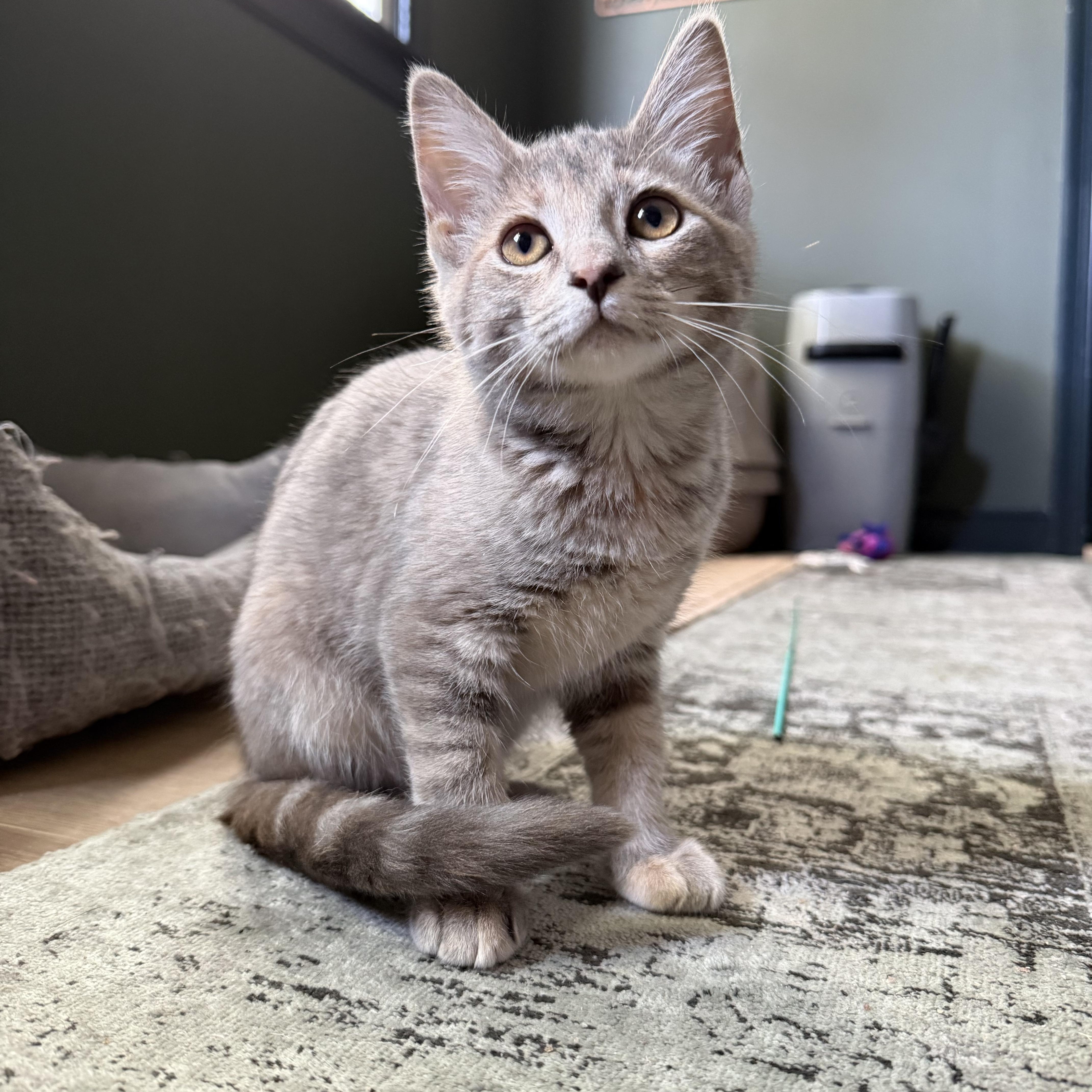 Izzy, a ADOPTABLE Domestic Short Hair in Petersburg, VA image 4/6
