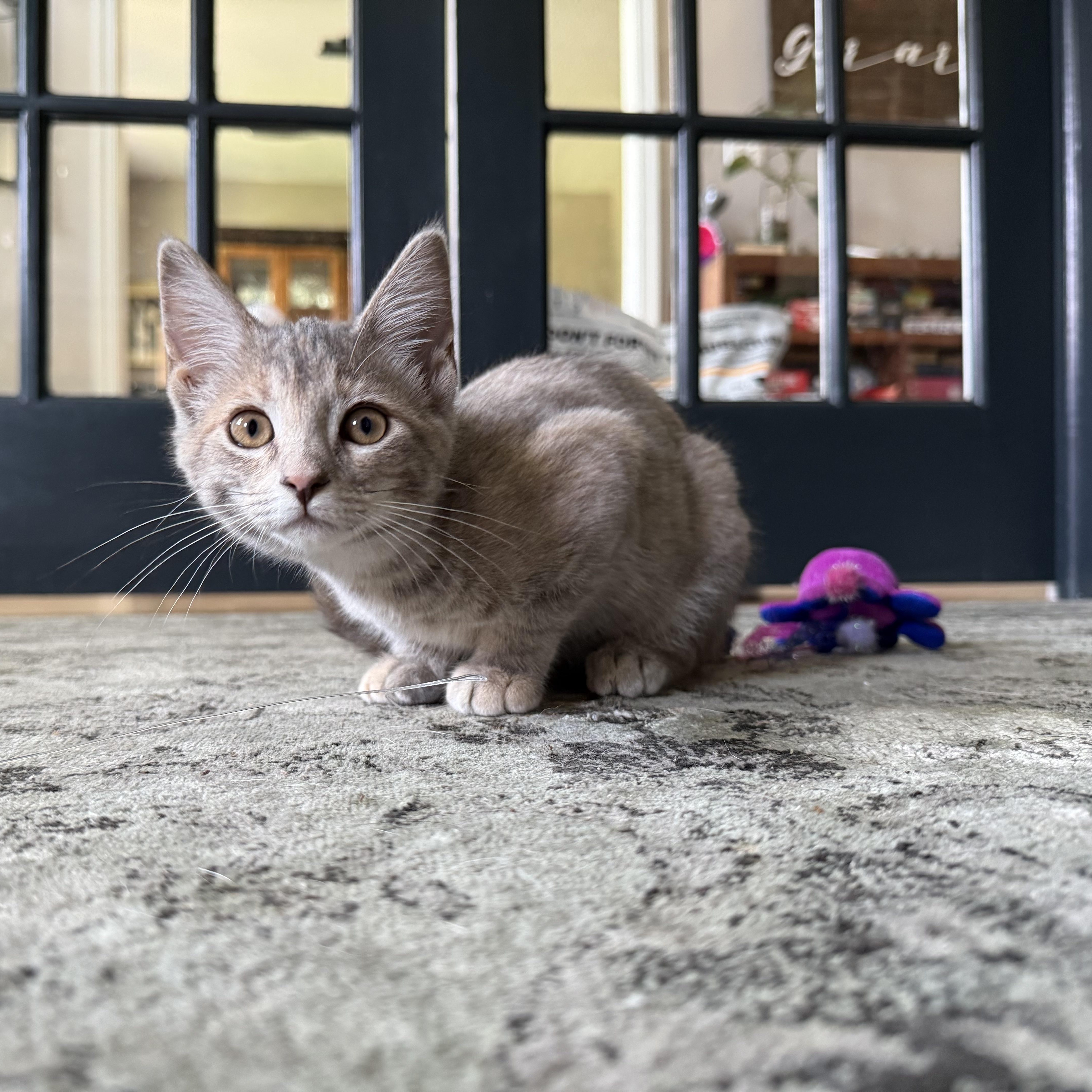 Izzy, a ADOPTABLE Domestic Short Hair in Petersburg, VA image 2/6
