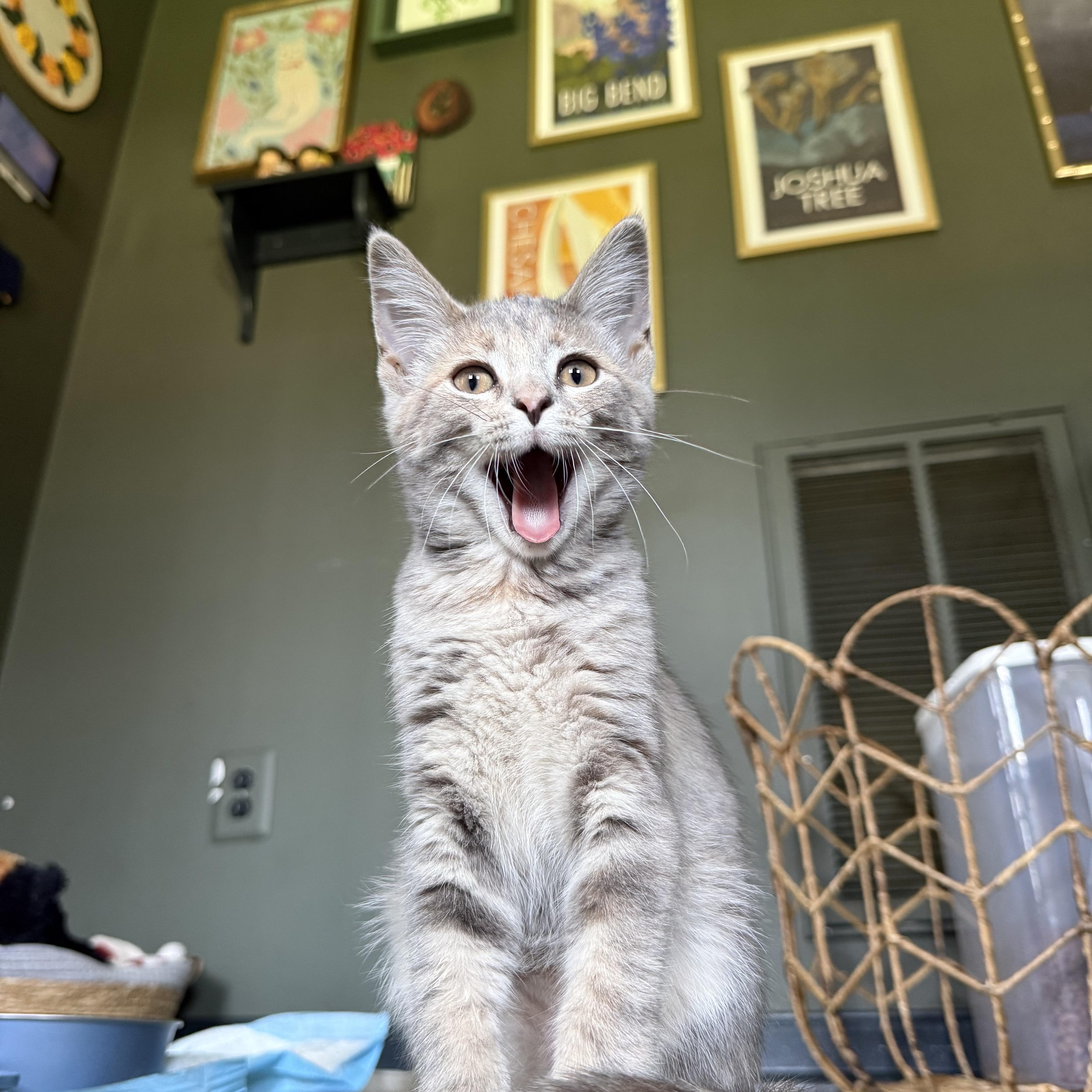 Izzy, a ADOPTABLE Domestic Short Hair in Petersburg, VA image 3/6