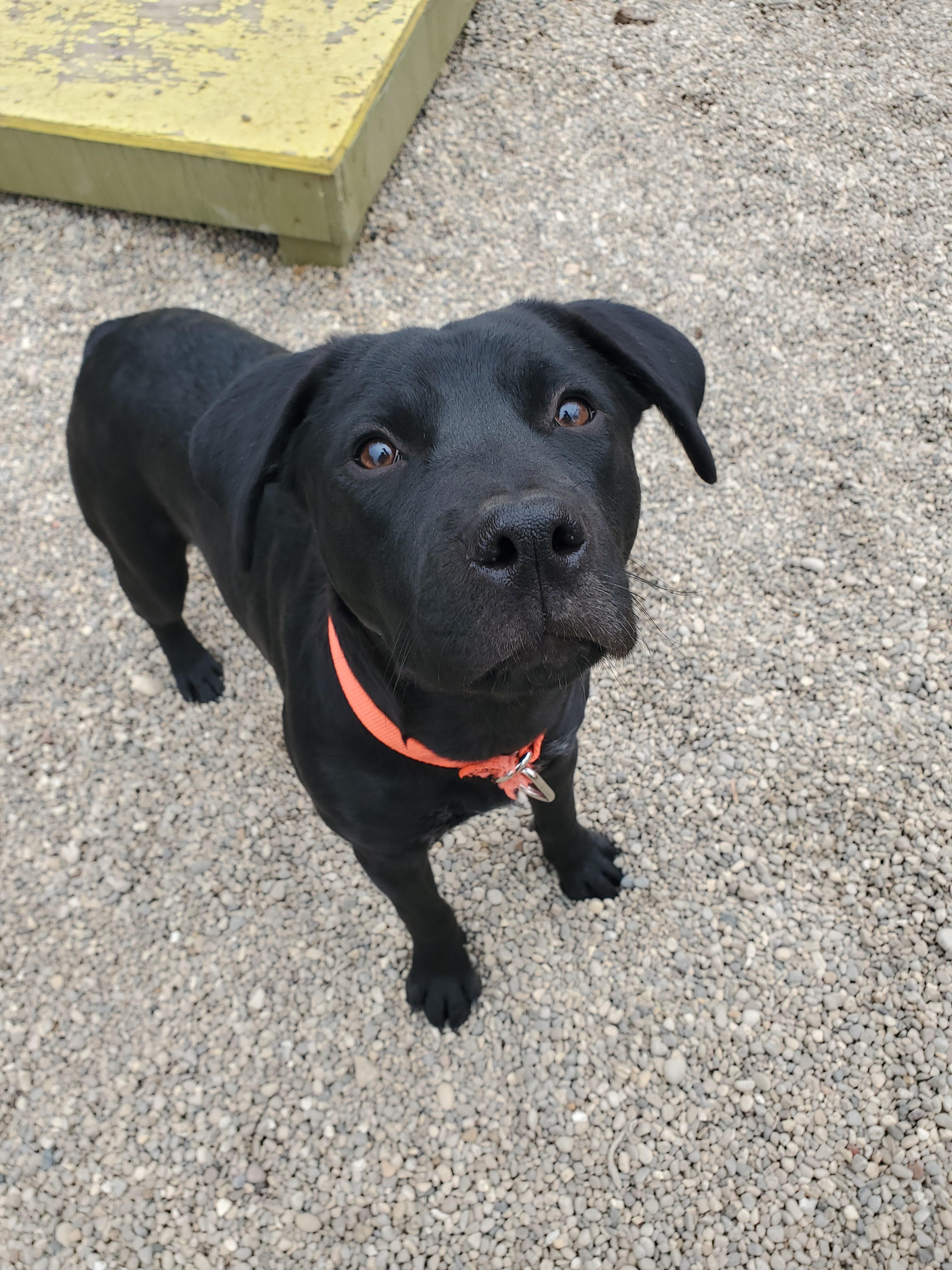 Enlarge Sambra, a Adoptable mixed breed in Marseilles, IL image 2/2