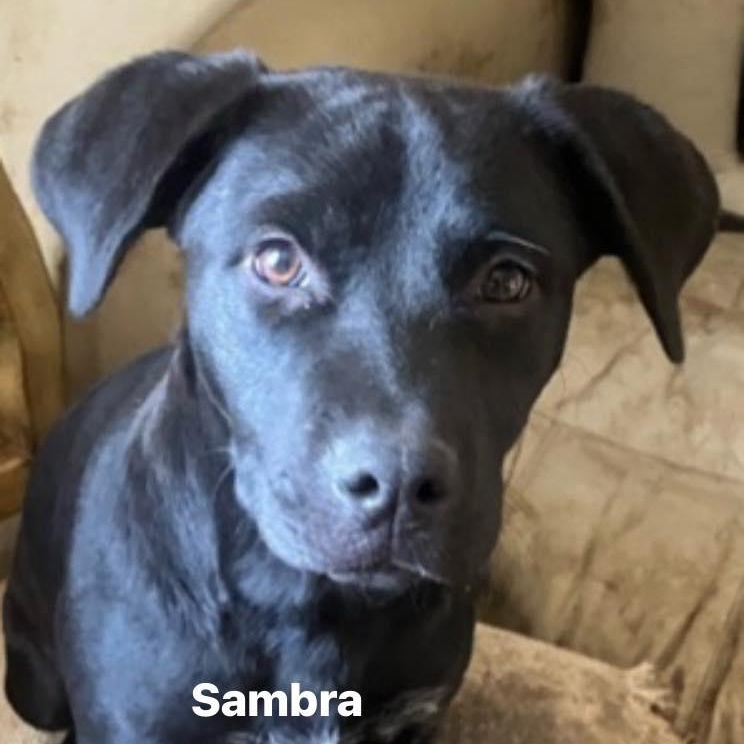 Enlarge Sambra, a Adoptable mixed breed in Marseilles, IL image 1/1