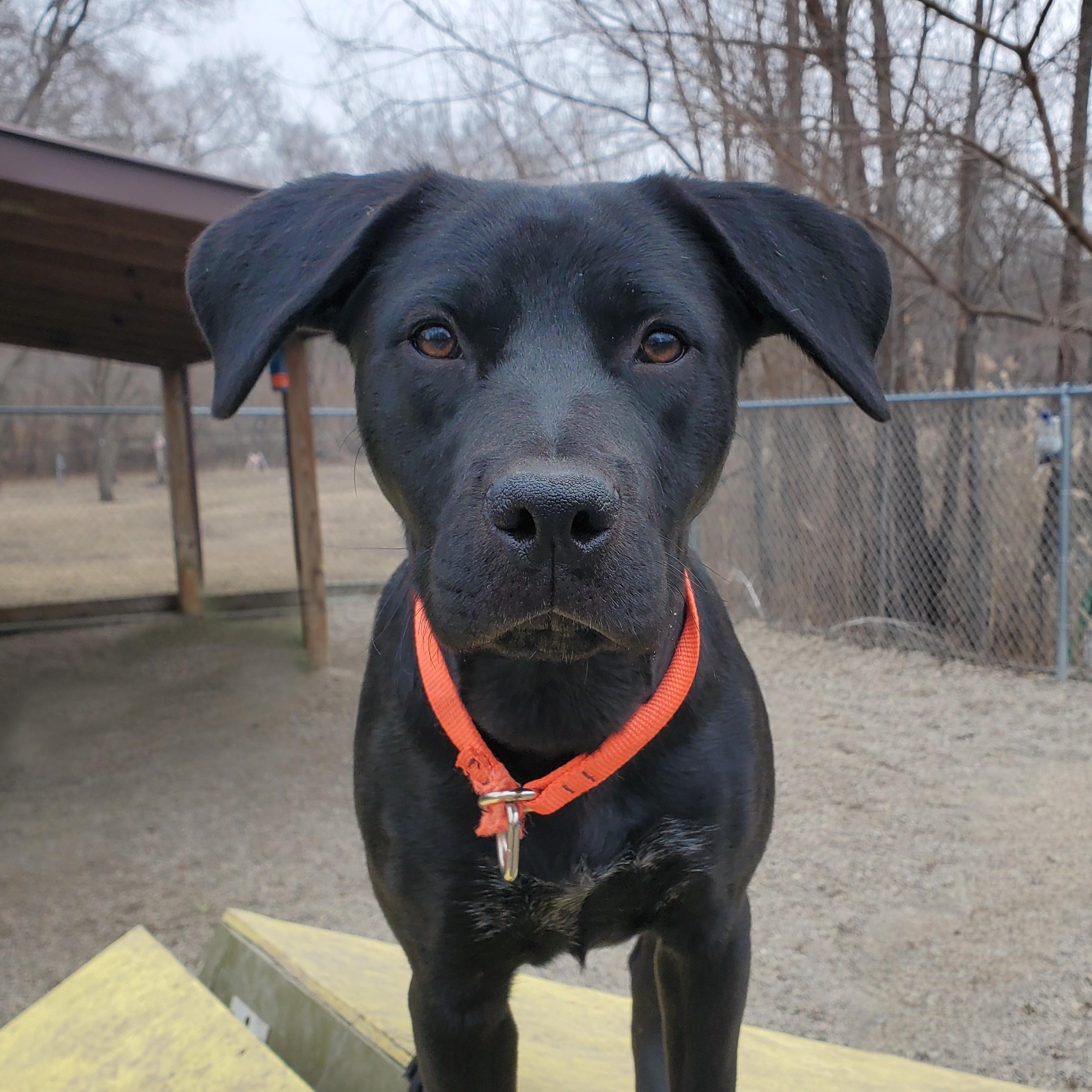 Sambra, Adoptable, Young Female Pit Bull Terrier & Labrador Retriever.