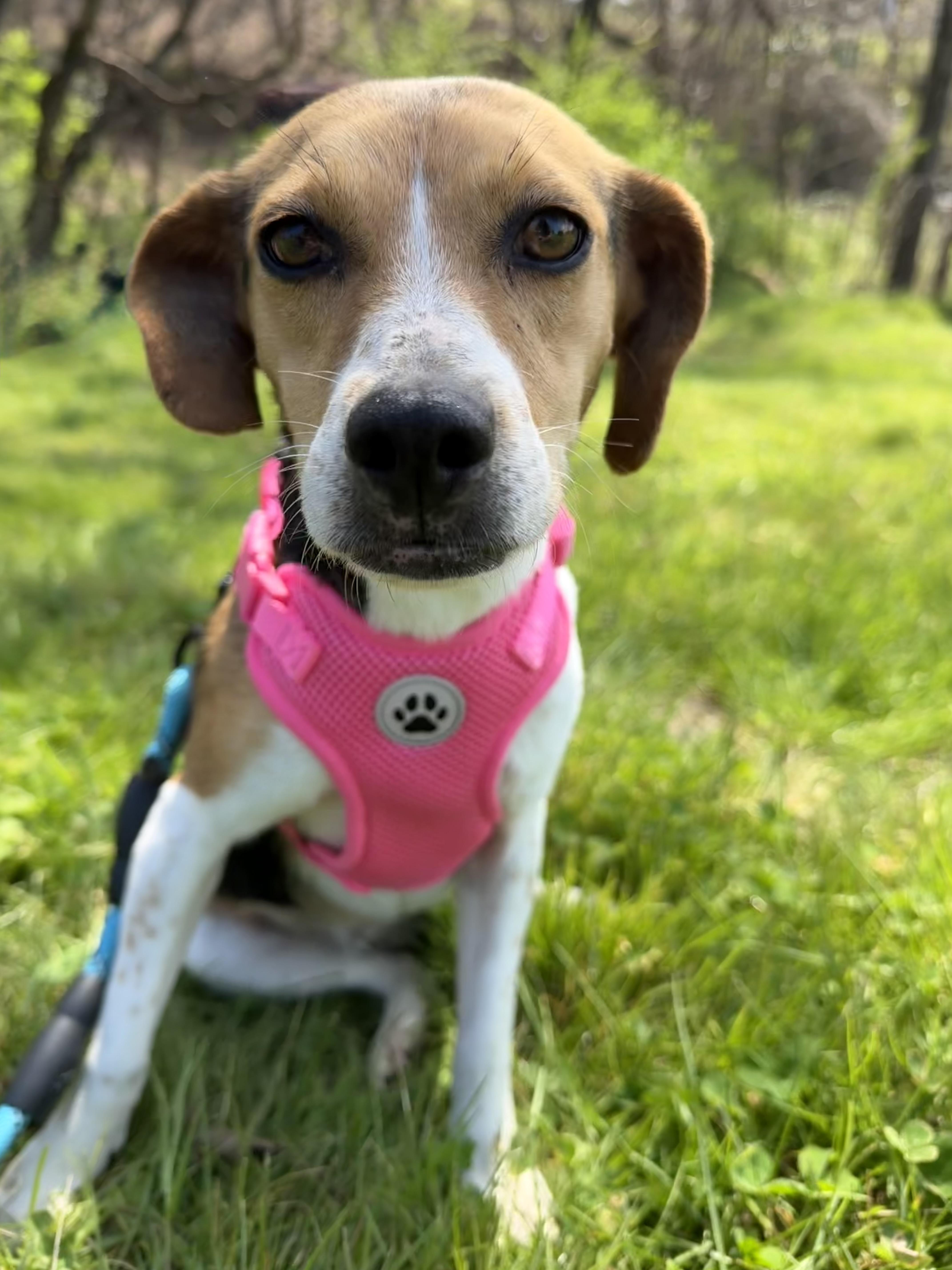 Enlarge Sophie, an adopted Beagle in Fayetteville, NC image 1/1