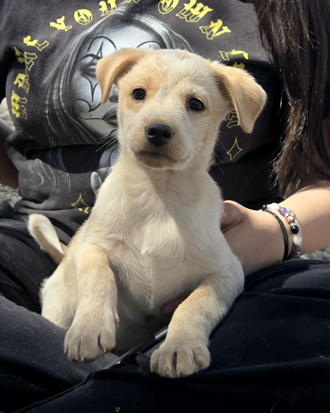 Enlarge **FOREST - Please read bio, a ADOPTABLE mixed breed in Peralta, NM image 2/6