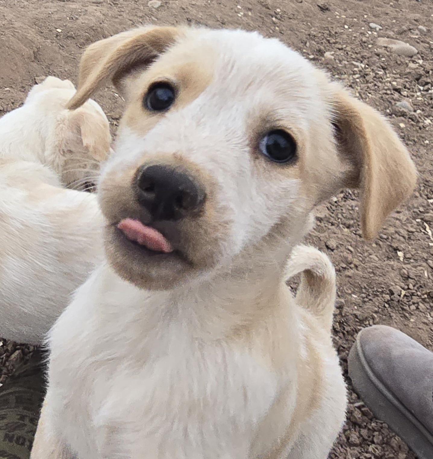 Enlarge **FOREST - Please read bio, a ADOPTABLE mixed breed in Peralta, NM image 6/6