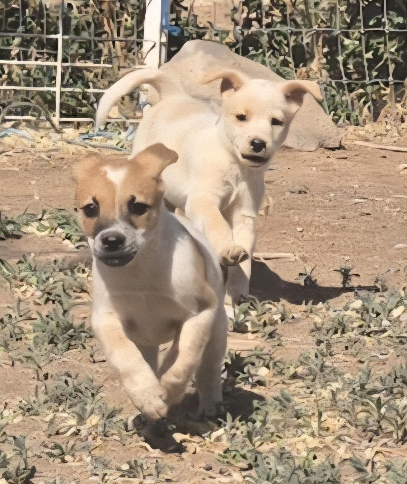 Enlarge **FOREST - Please read bio, a ADOPTABLE mixed breed in Peralta, NM image 4/6