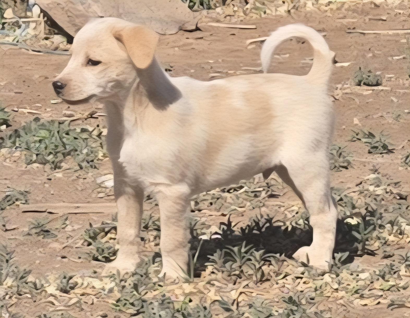 Enlarge **FOREST - Please read bio, a ADOPTABLE mixed breed in Peralta, NM image 3/6