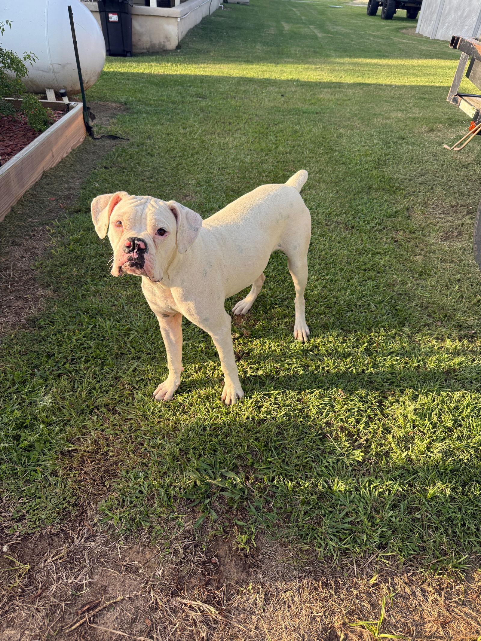 Enlarge RITCHIE, a Adoptable Boxer in Katy, TX image 1/3