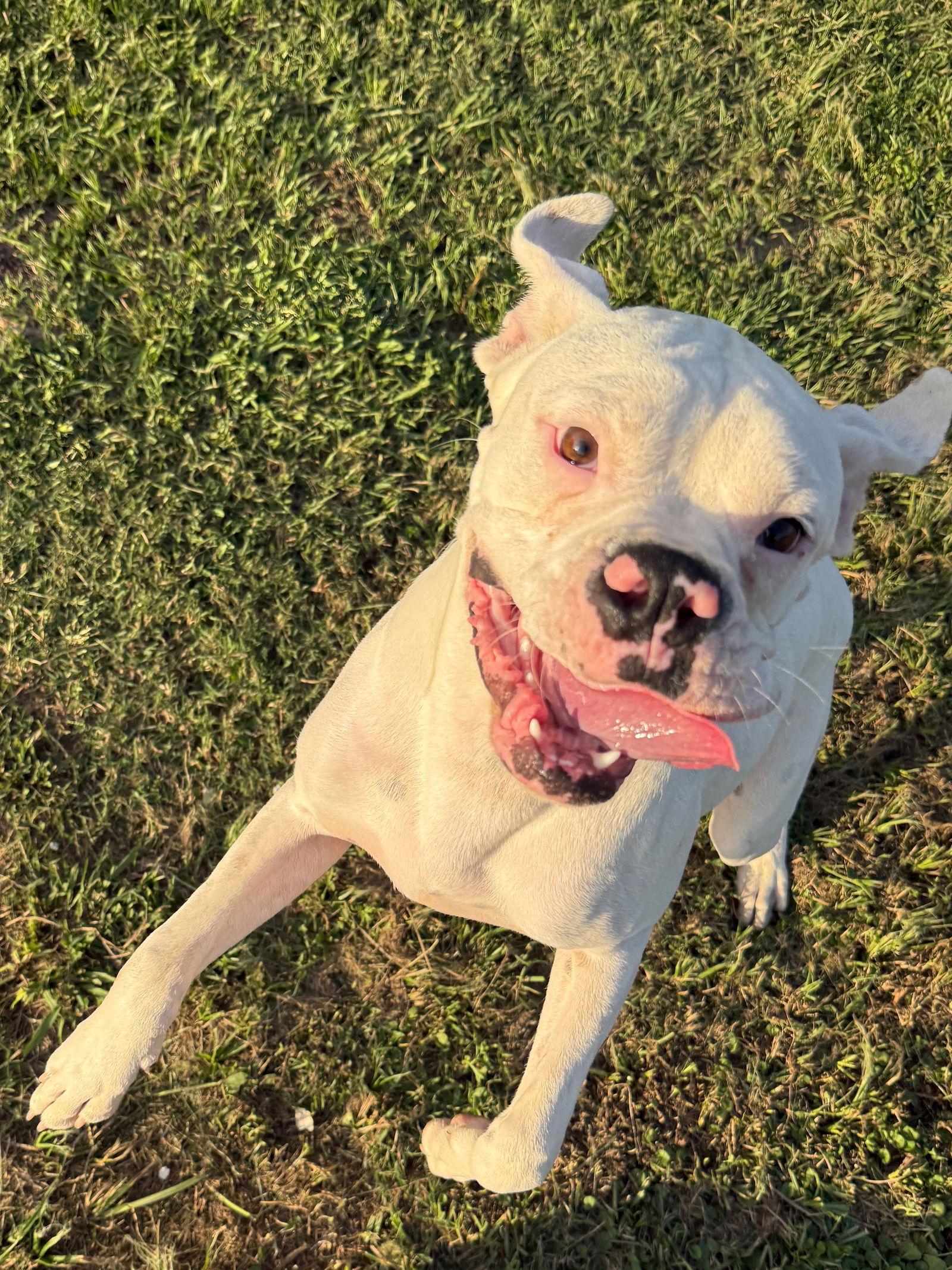 Enlarge RITCHIE, a Adoptable Boxer in Katy, TX image 2/3