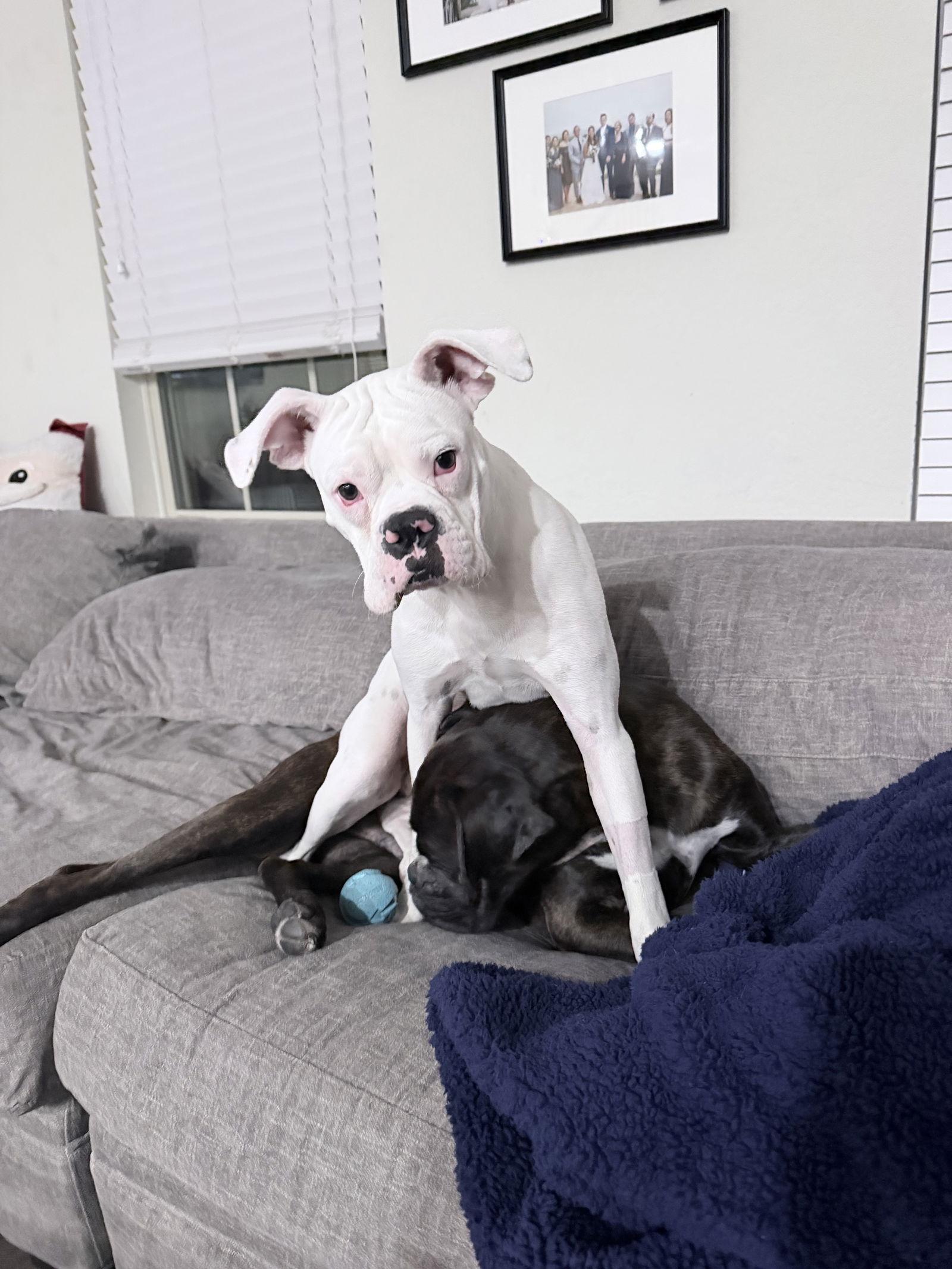 Enlarge RITCHIE, a Adoptable Boxer in Katy, TX image 3/3