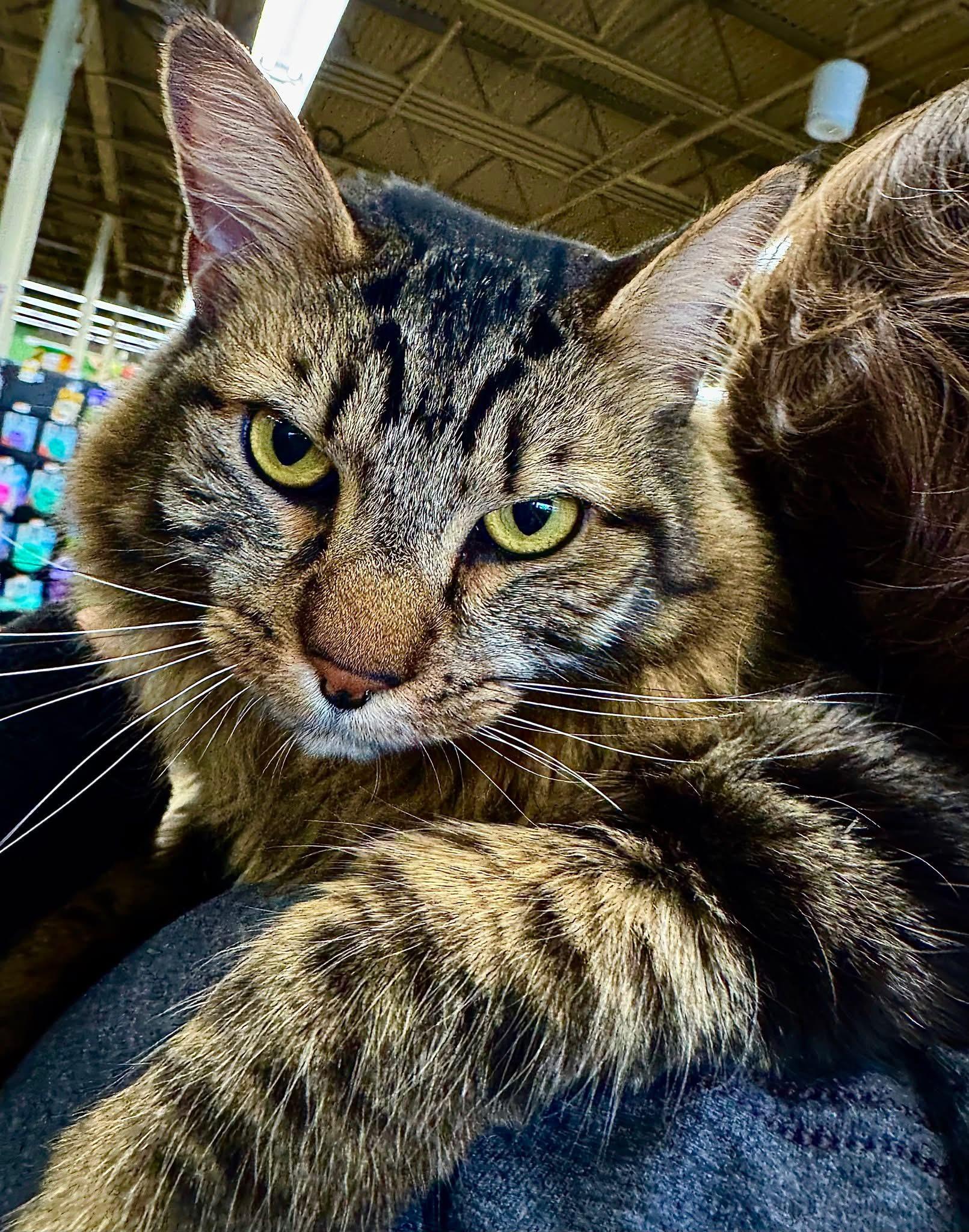 Shortbread, ADOPTABLE, Adult Male Domestic Medium Hair.