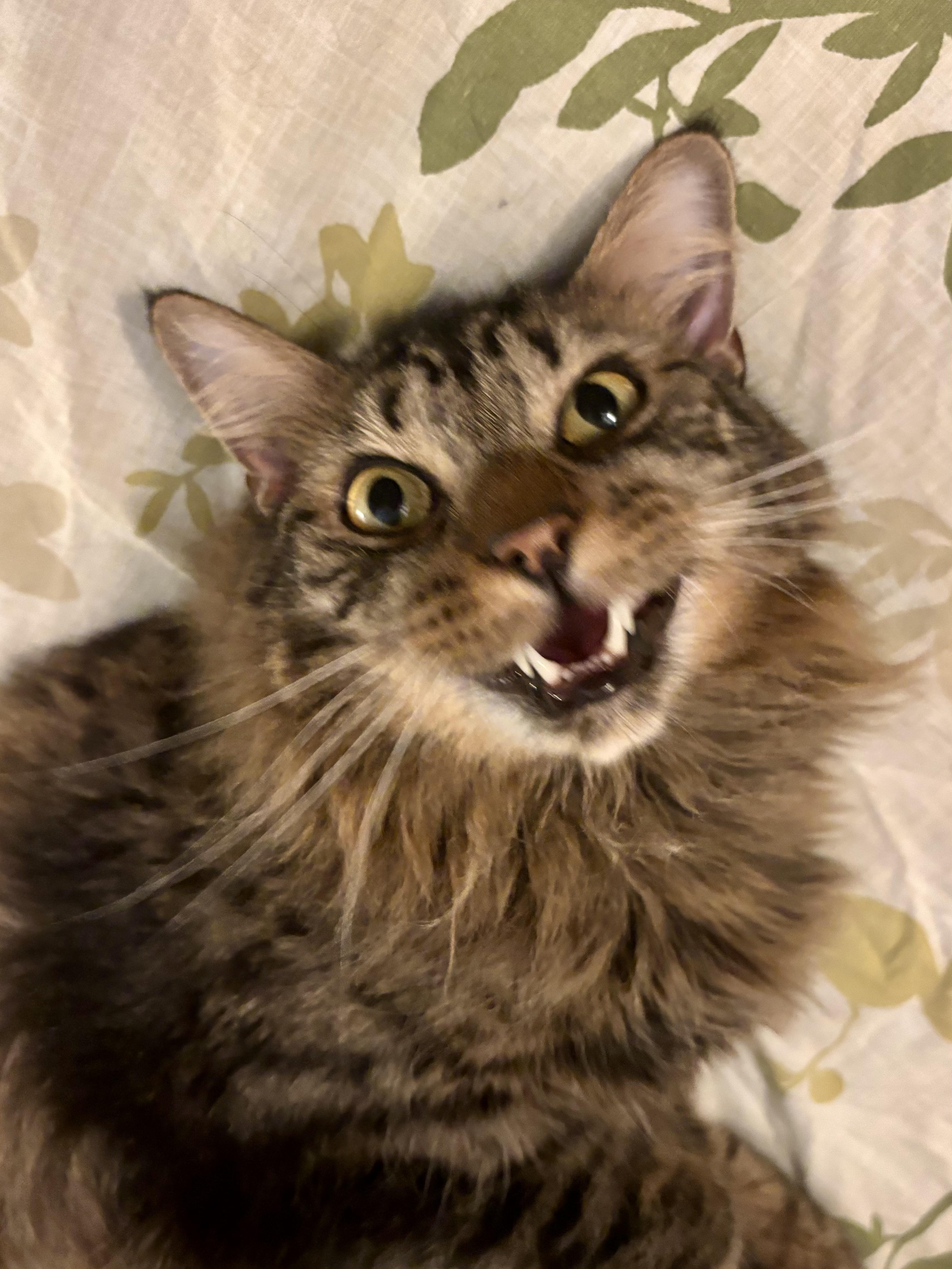 Shortbread, Adoptable, Adult Male Domestic Medium Hair.