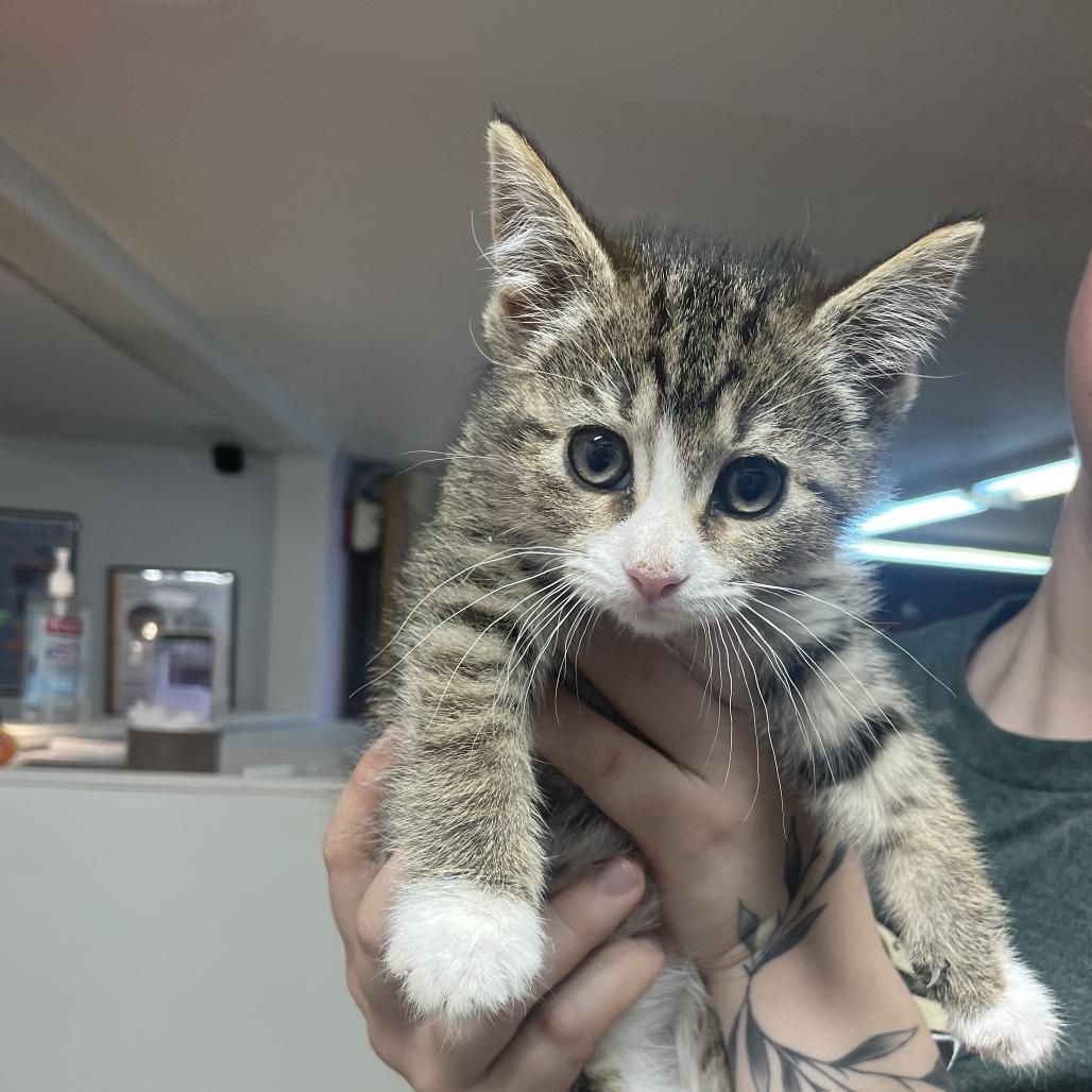 Briar, Adoptable, Kitten Female Domestic Short Hair.