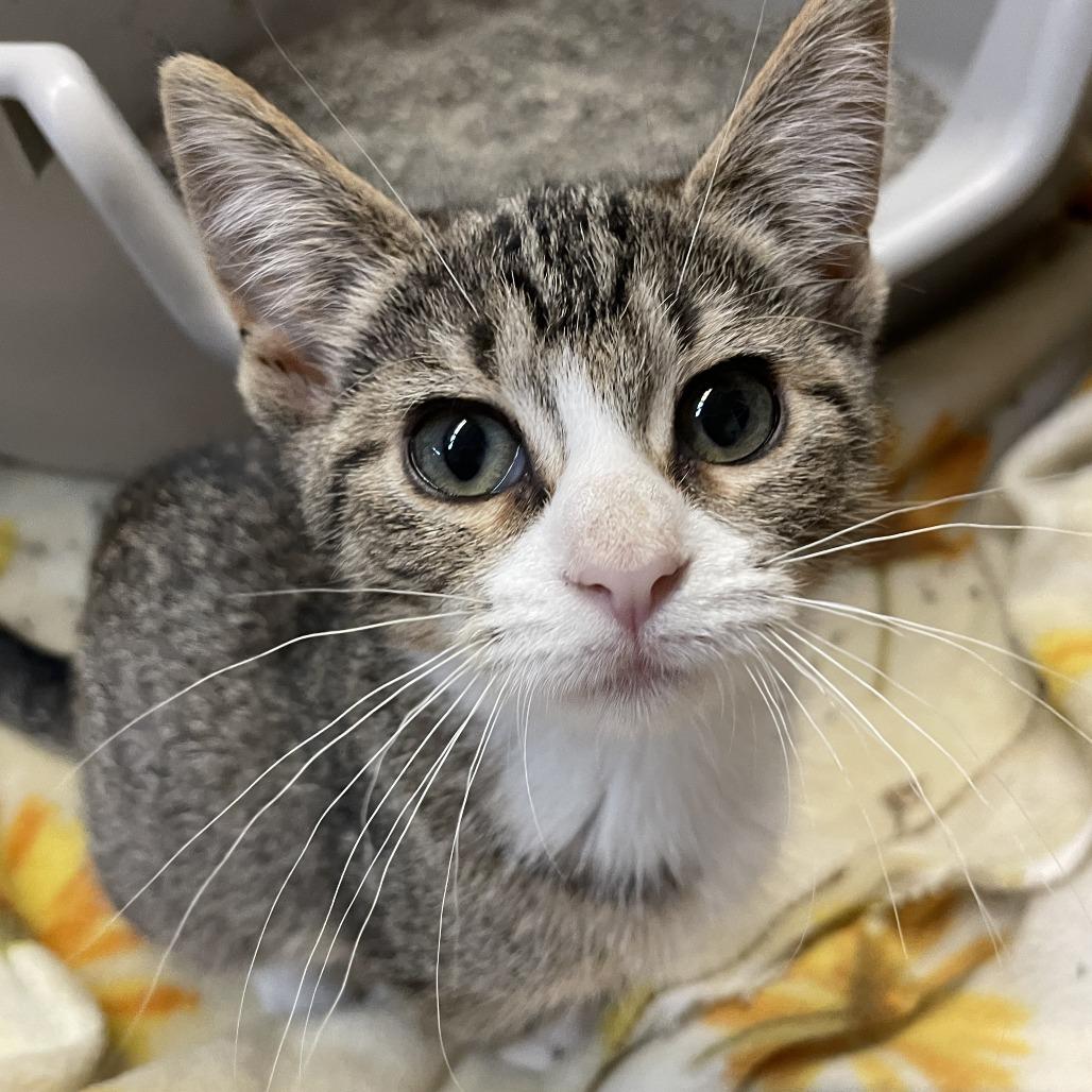 Briar, a Adoptable Domestic Short Hair in Madison, WI image 2/2