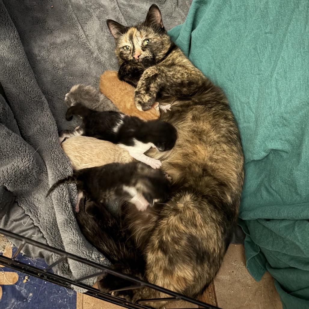 Enlarge Frida, a Adoptable Domestic Short Hair in Monroe, MI image 1/4