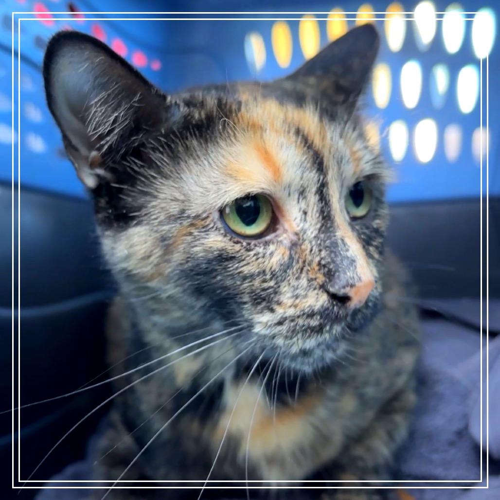 Enlarge Frida, a Adoptable Domestic Short Hair in Monroe, MI image 2/4